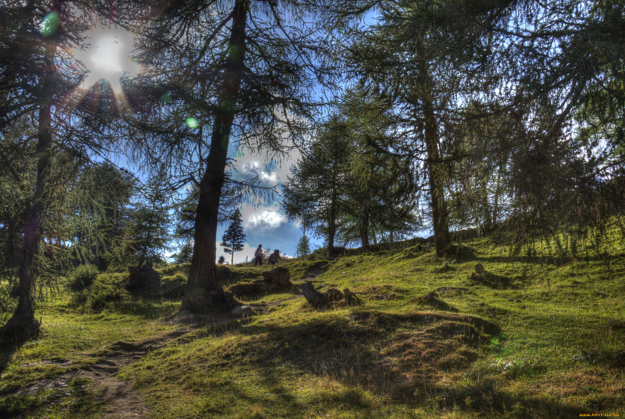 природа, лес, простор