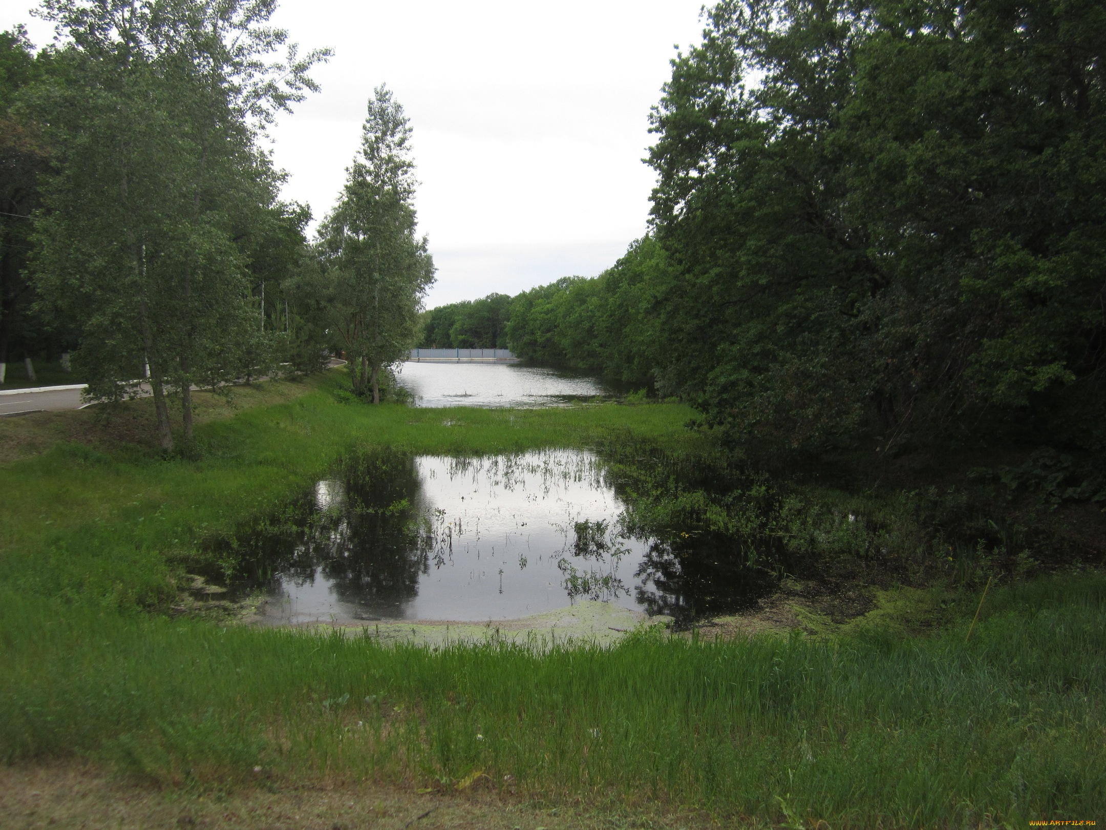 природа, реки, озера, водоем, лес