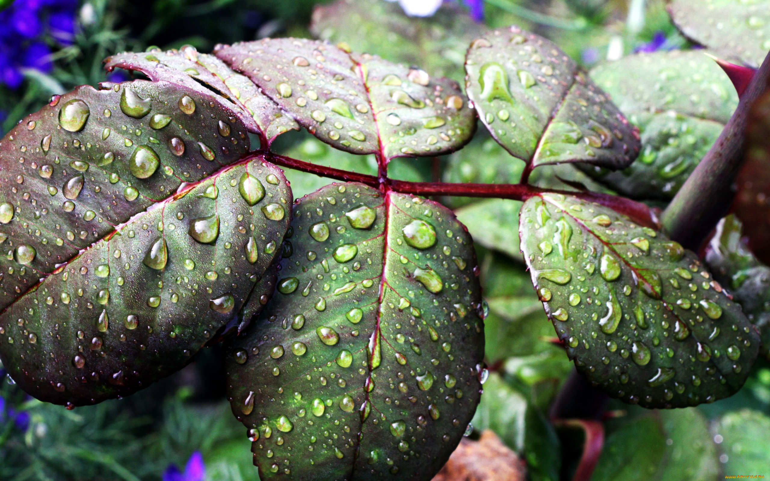 природа, листья, капли, макро