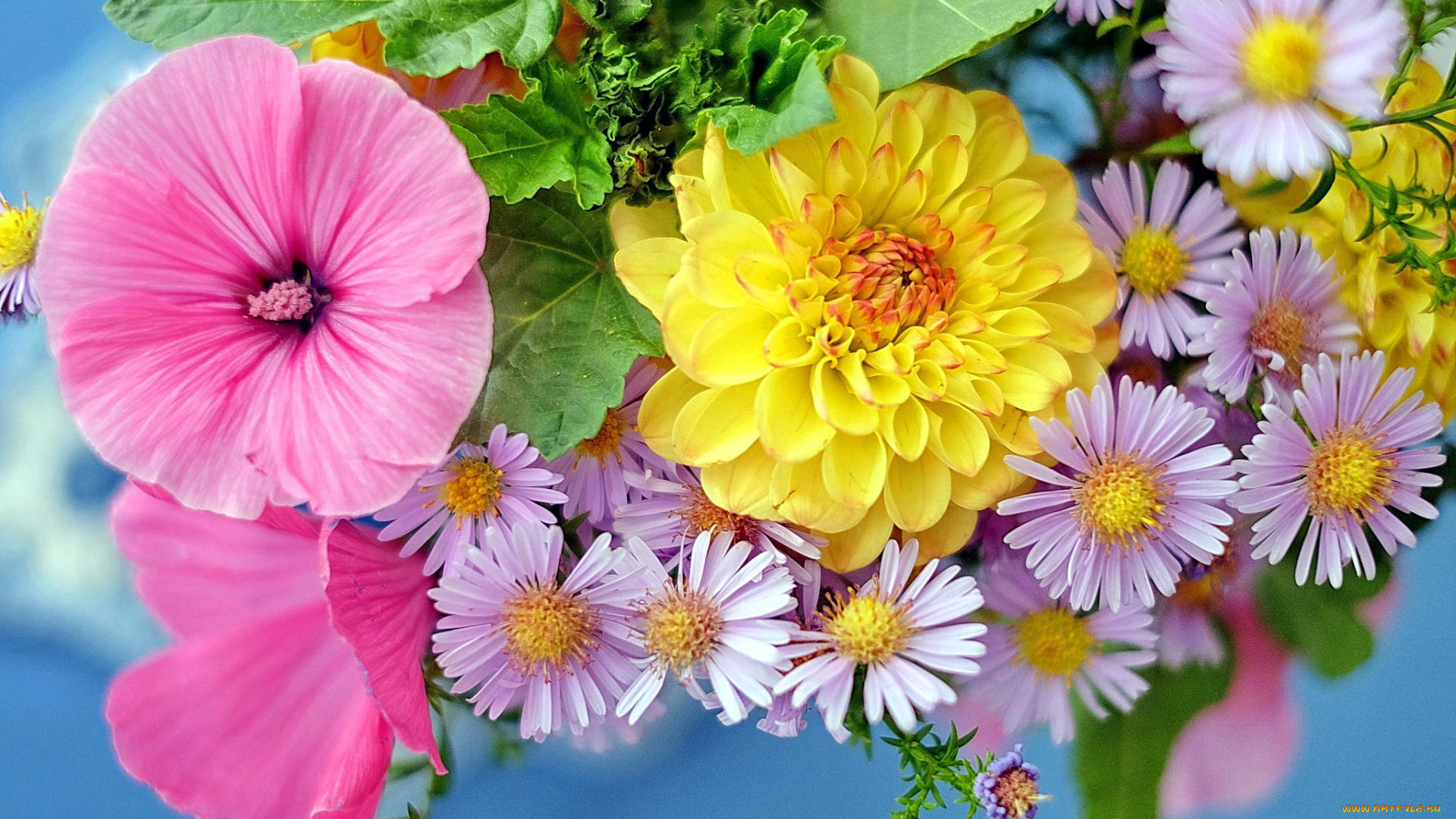 цветы, разные, вместе, лаватера, георгин