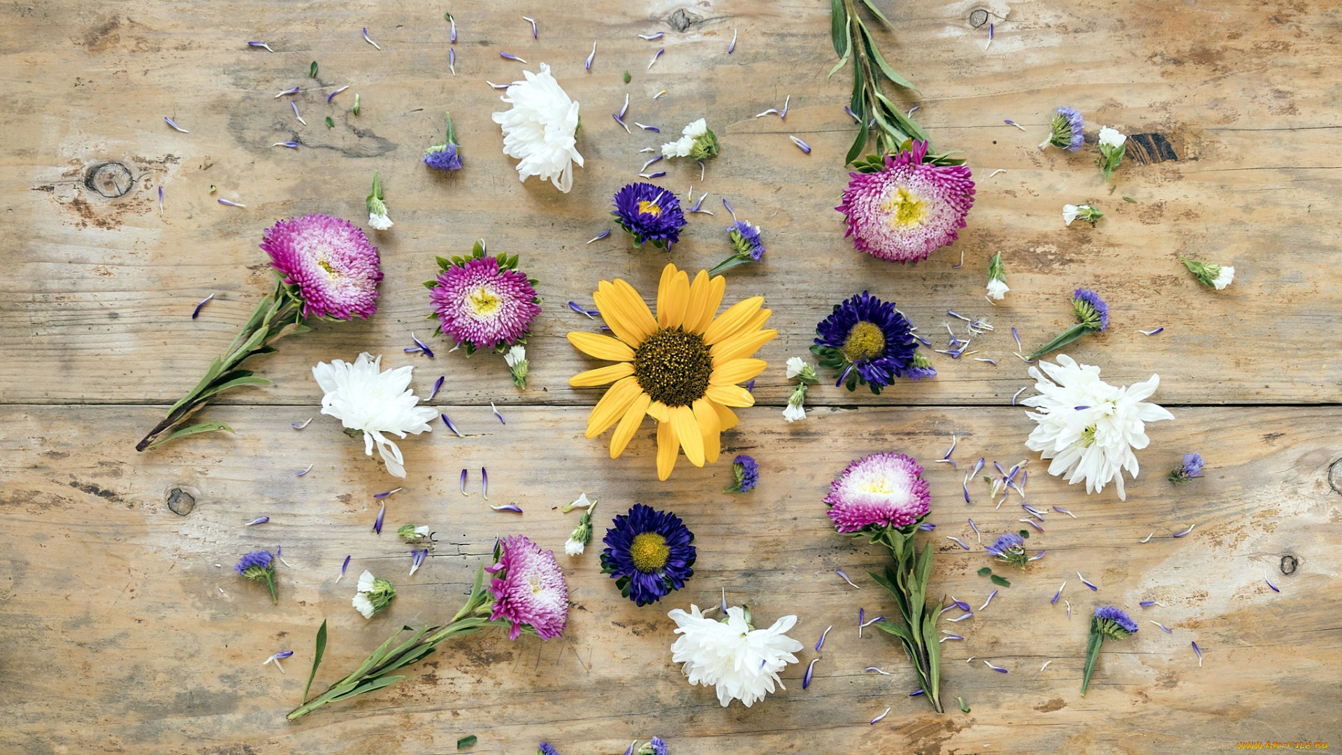 цветы, разные, вместе, лепестки