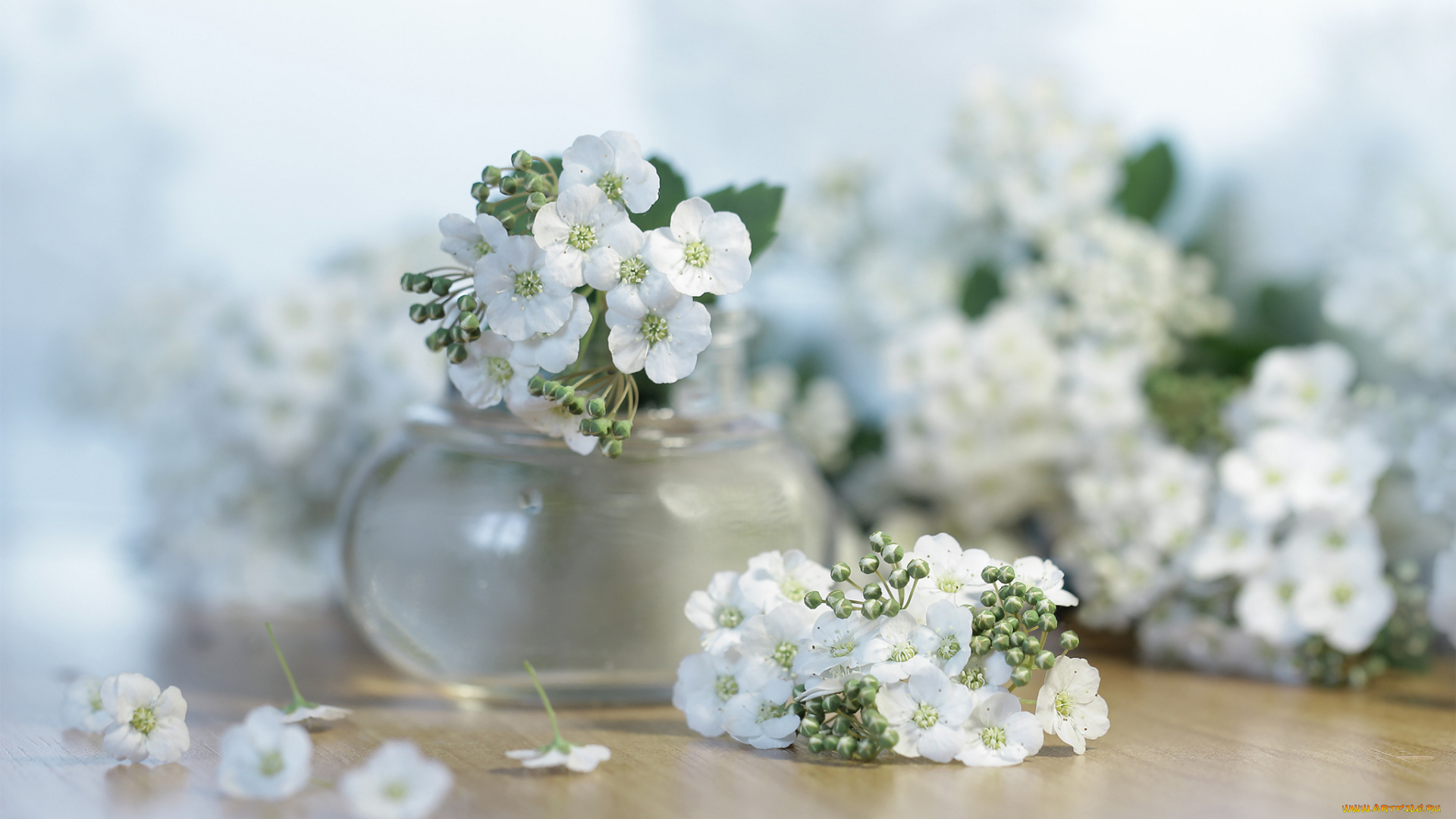 цветы, таволга, , спирея, , лабазник, букет