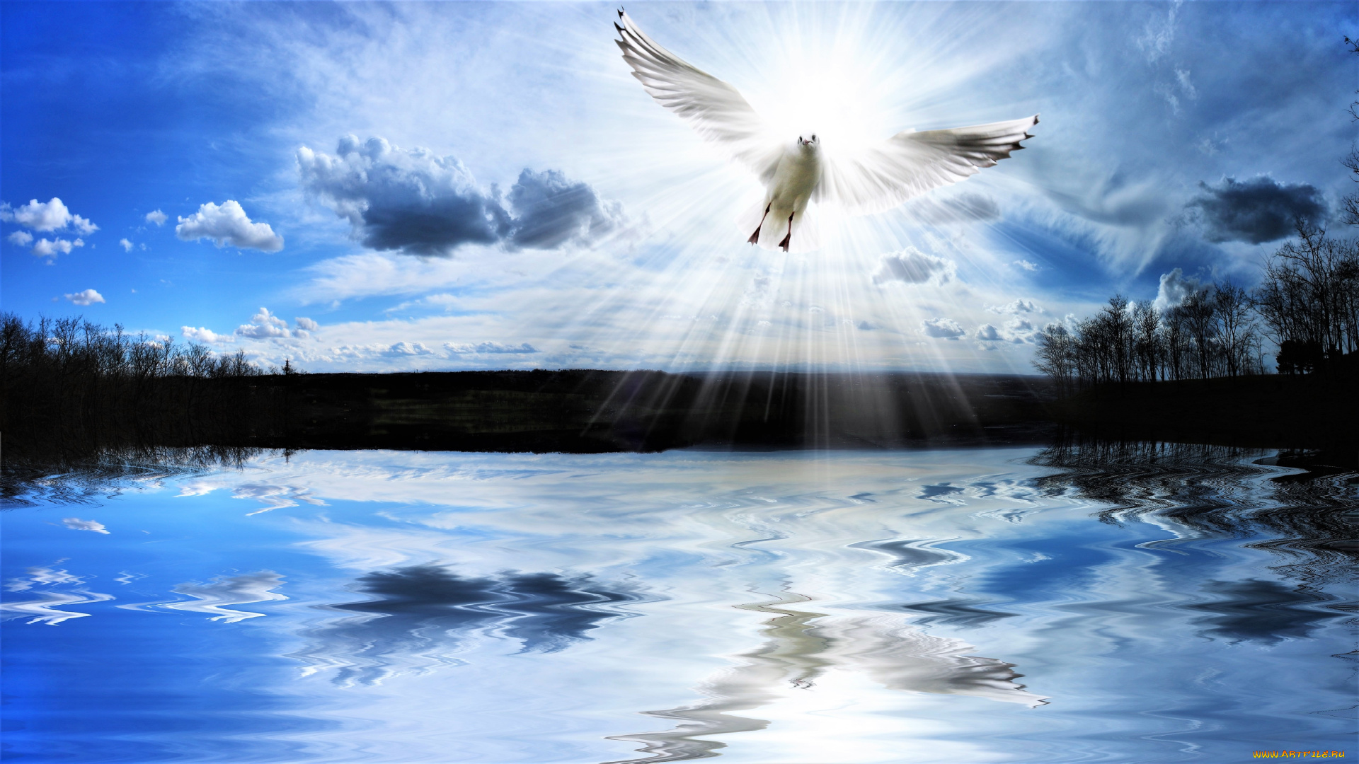 разное, компьютерный, дизайн, озеро, птица, чайка, свет, облака, небо