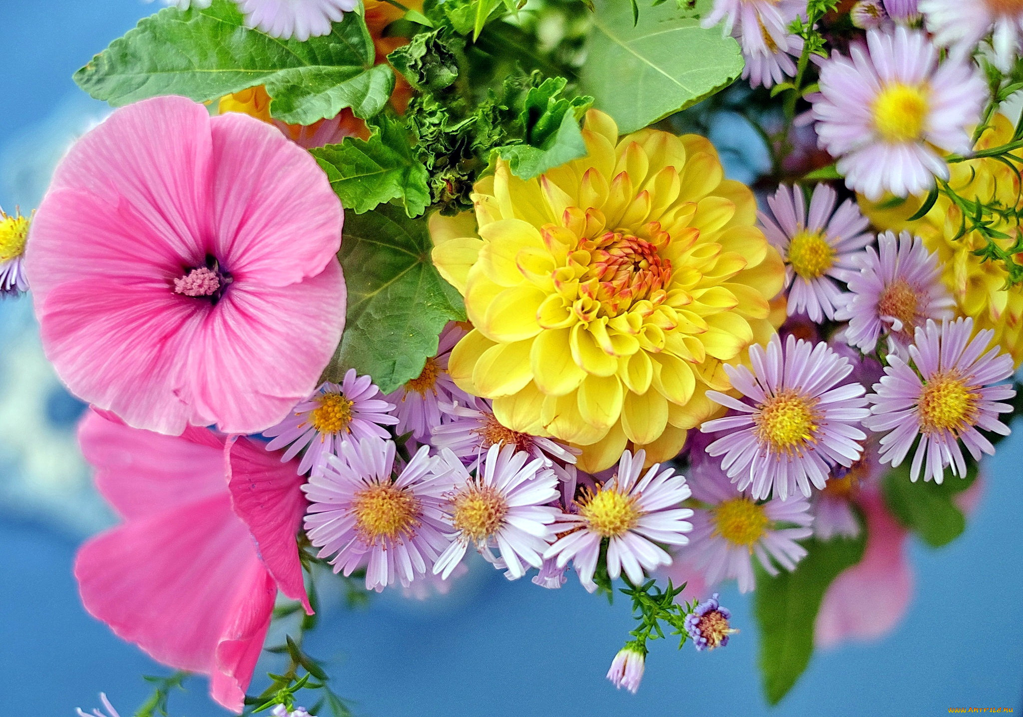 цветы, разные, вместе, лаватера, георгин