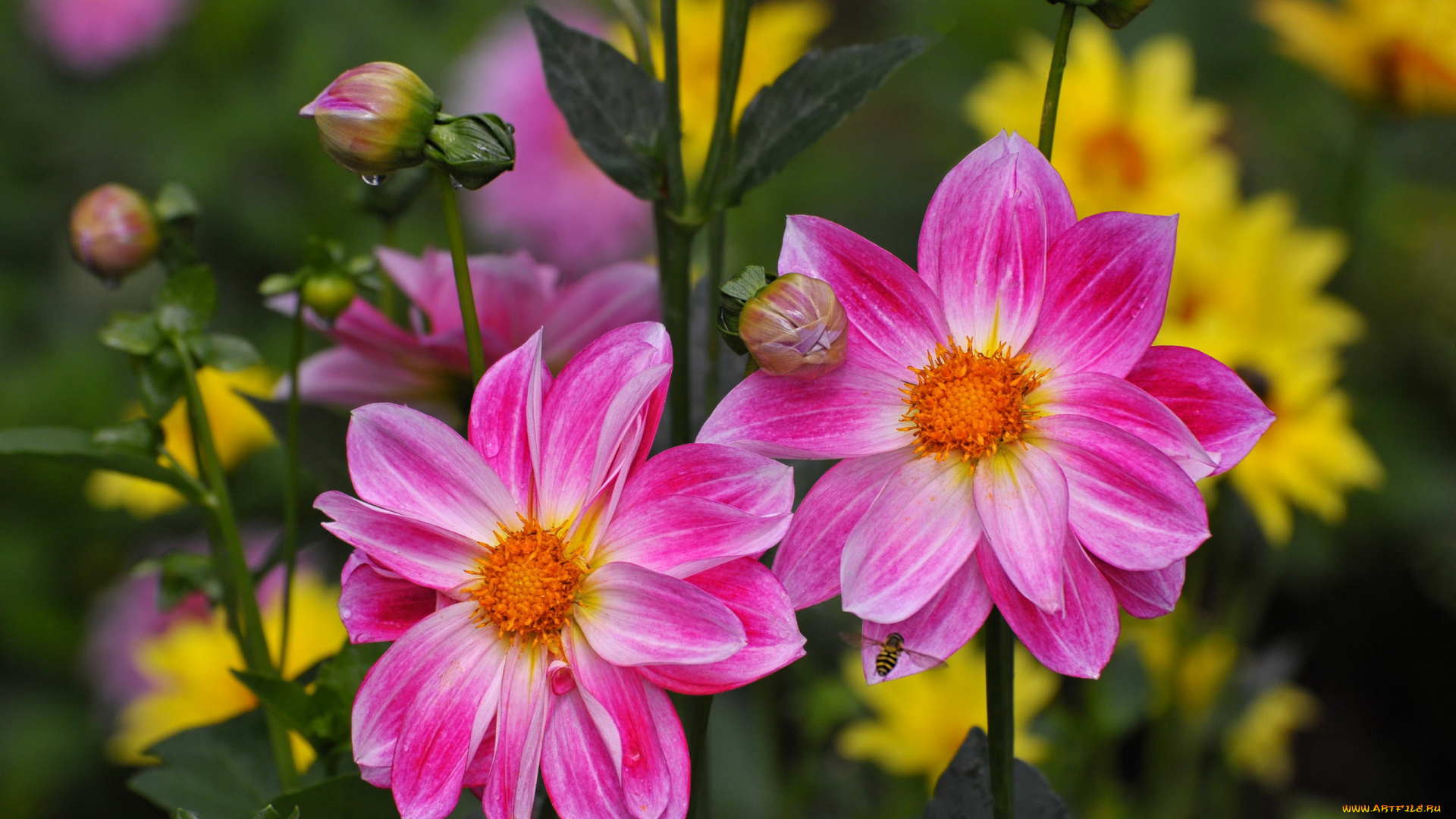 цветы, георгины, розовые, дуэт