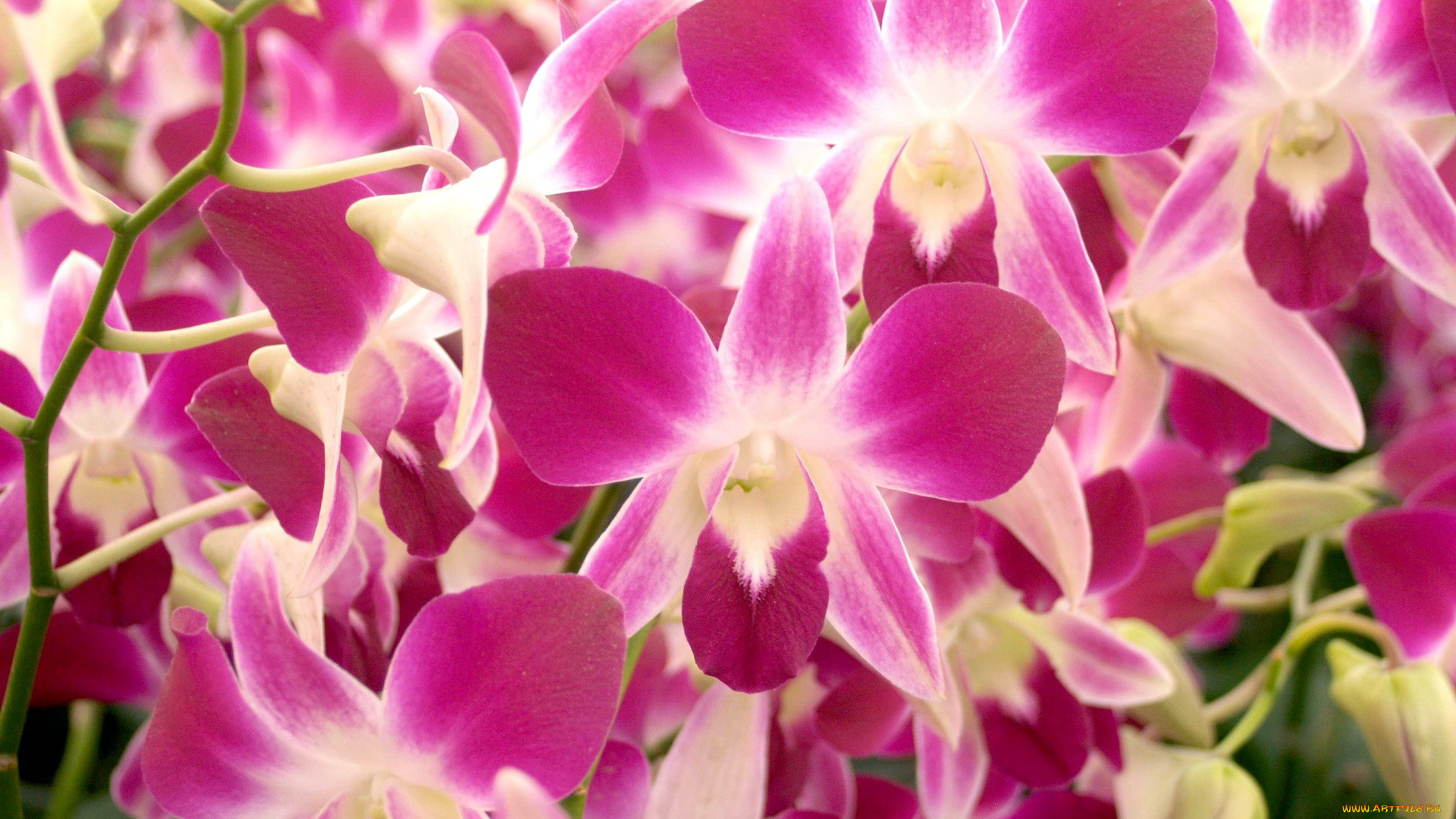 цветы, орхидеи, экзотика