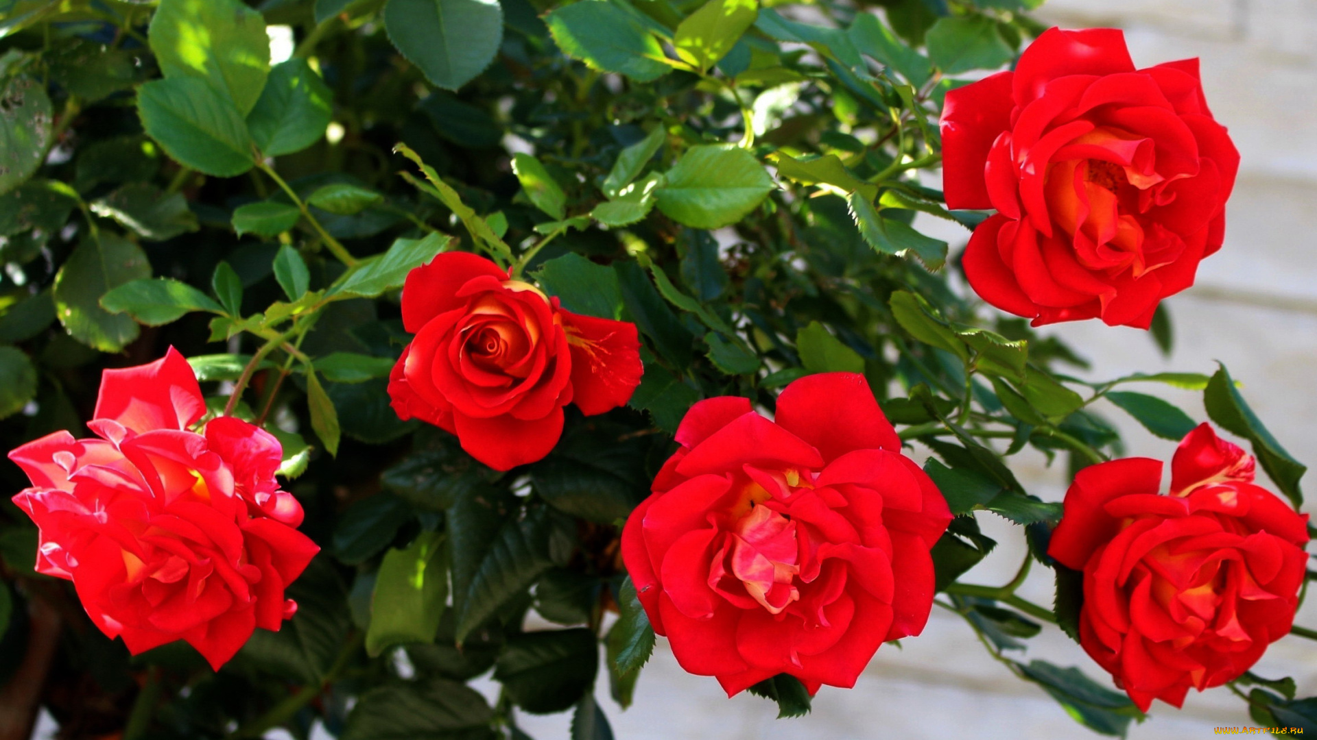 цветы, розы, алые, куст
