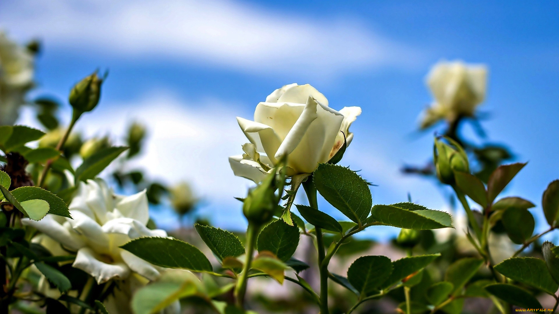 цветы, розы, белые, бутоны, кусты