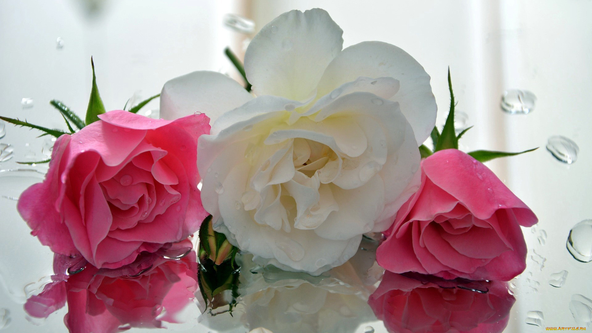 цветы, розы, бутоны, отражение, капли, трио