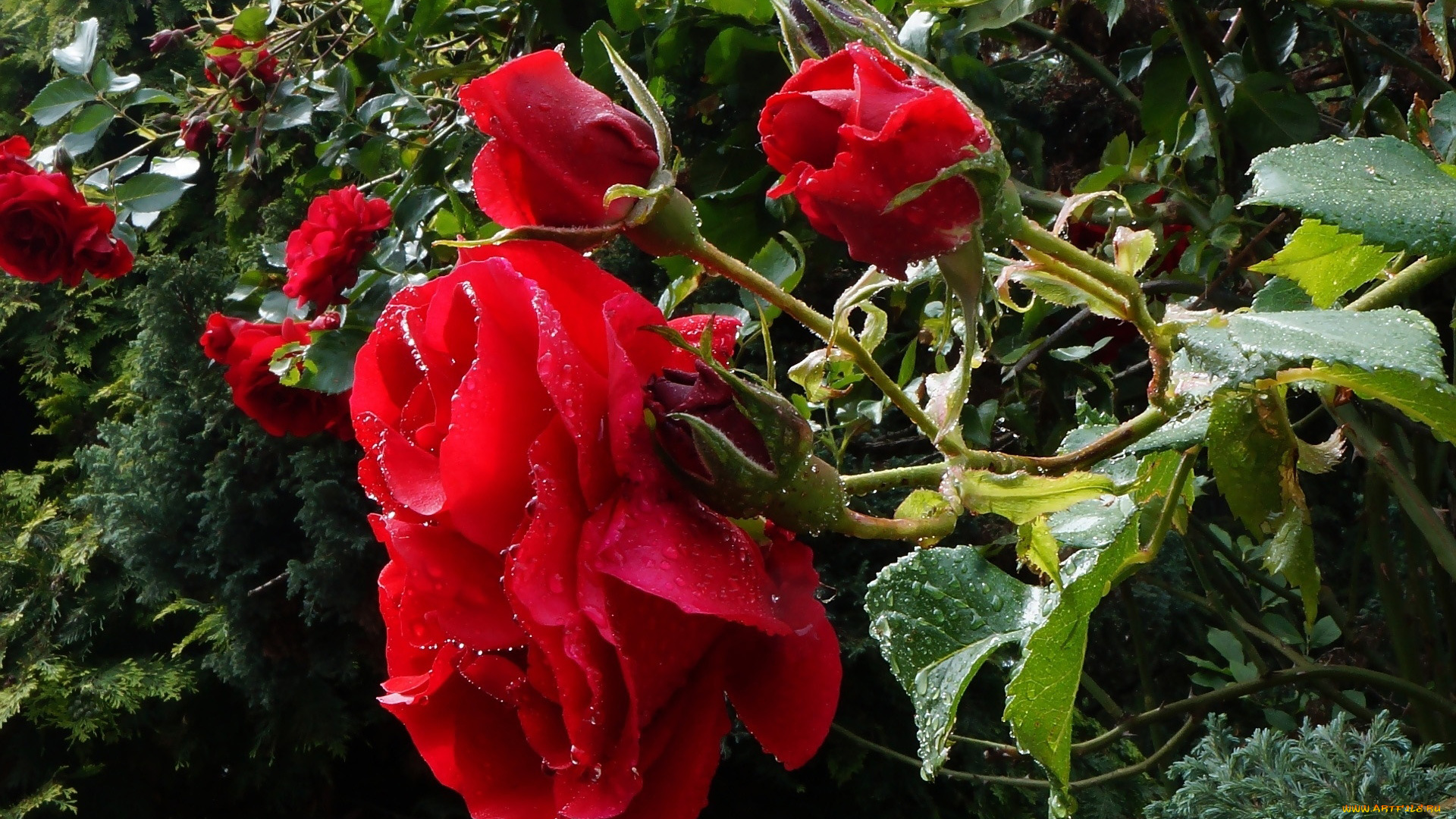 цветы, розы, куст, алые, капли