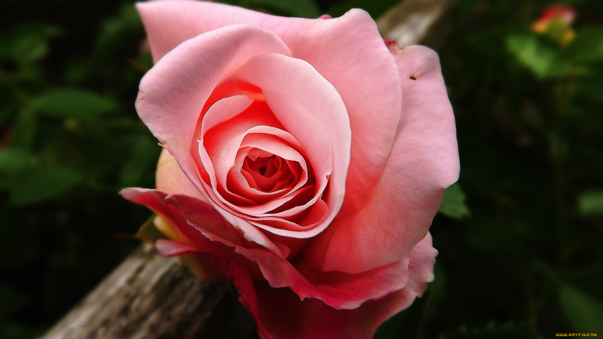 цветы, розы, розовая, роза, макро