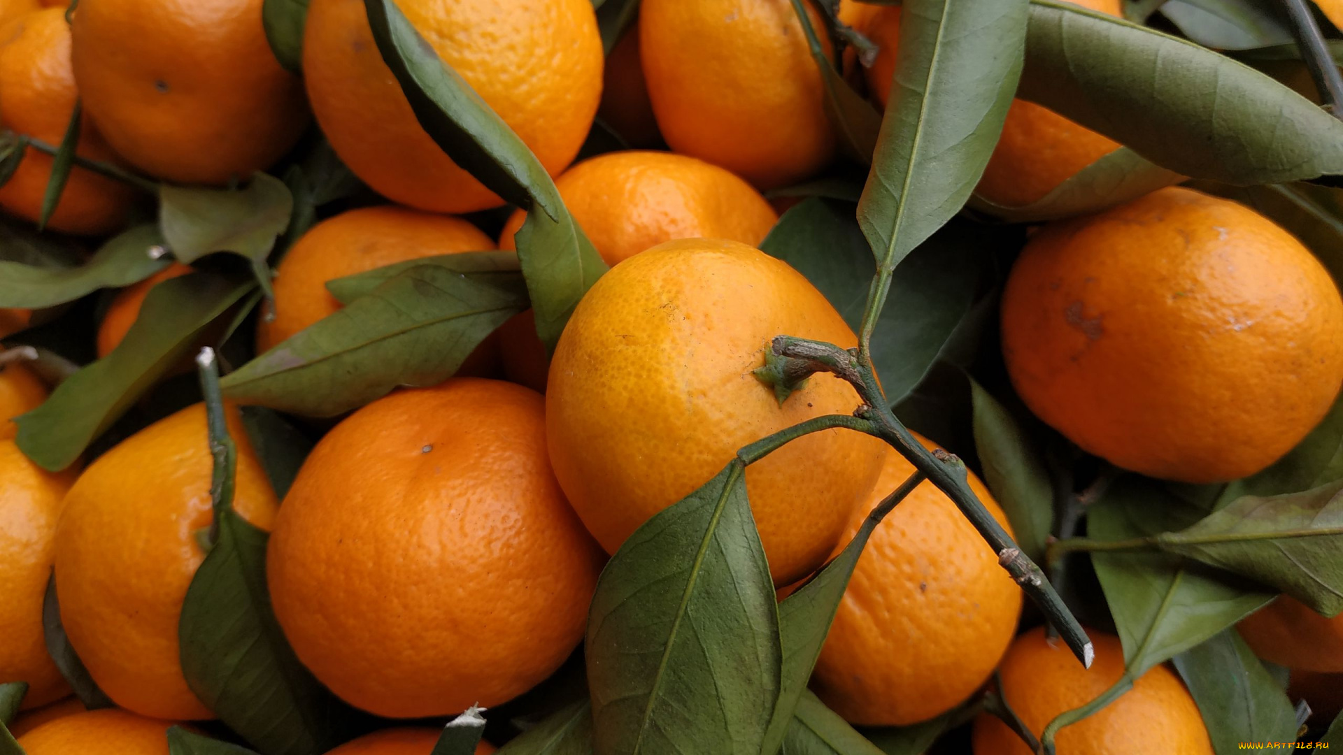 еда, цитрусы, мандарины
