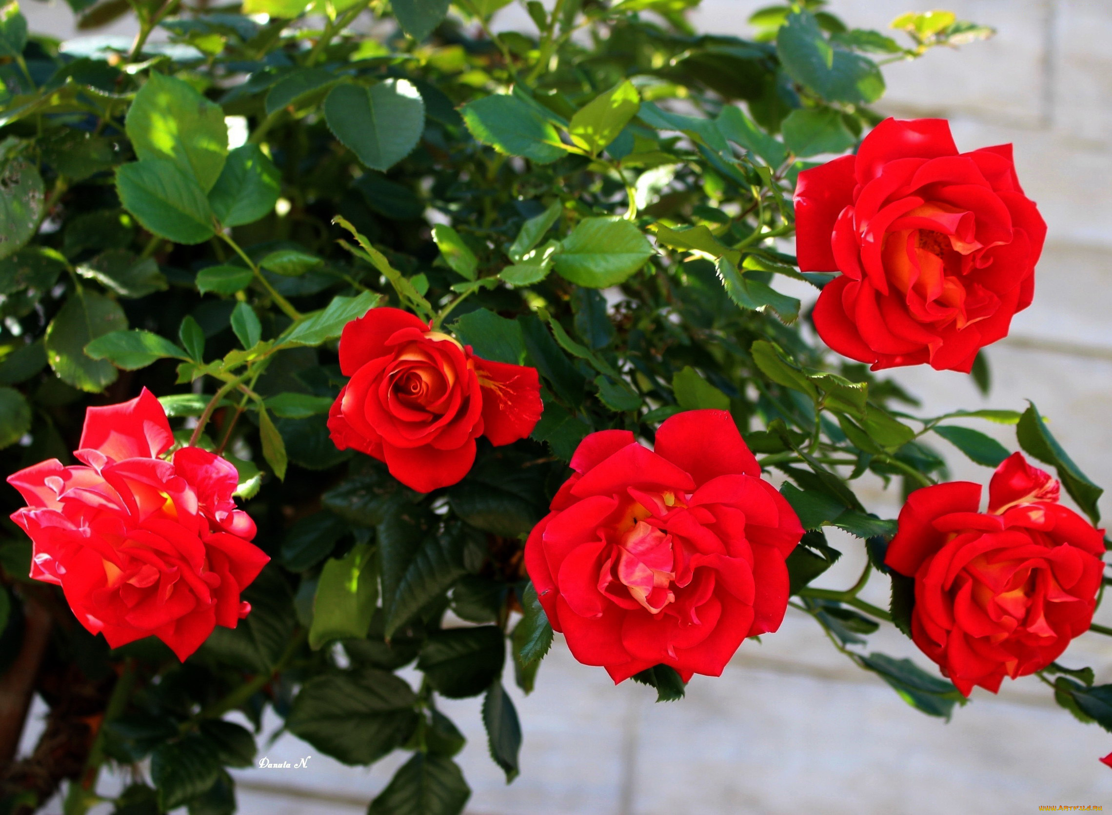 цветы, розы, алые, куст