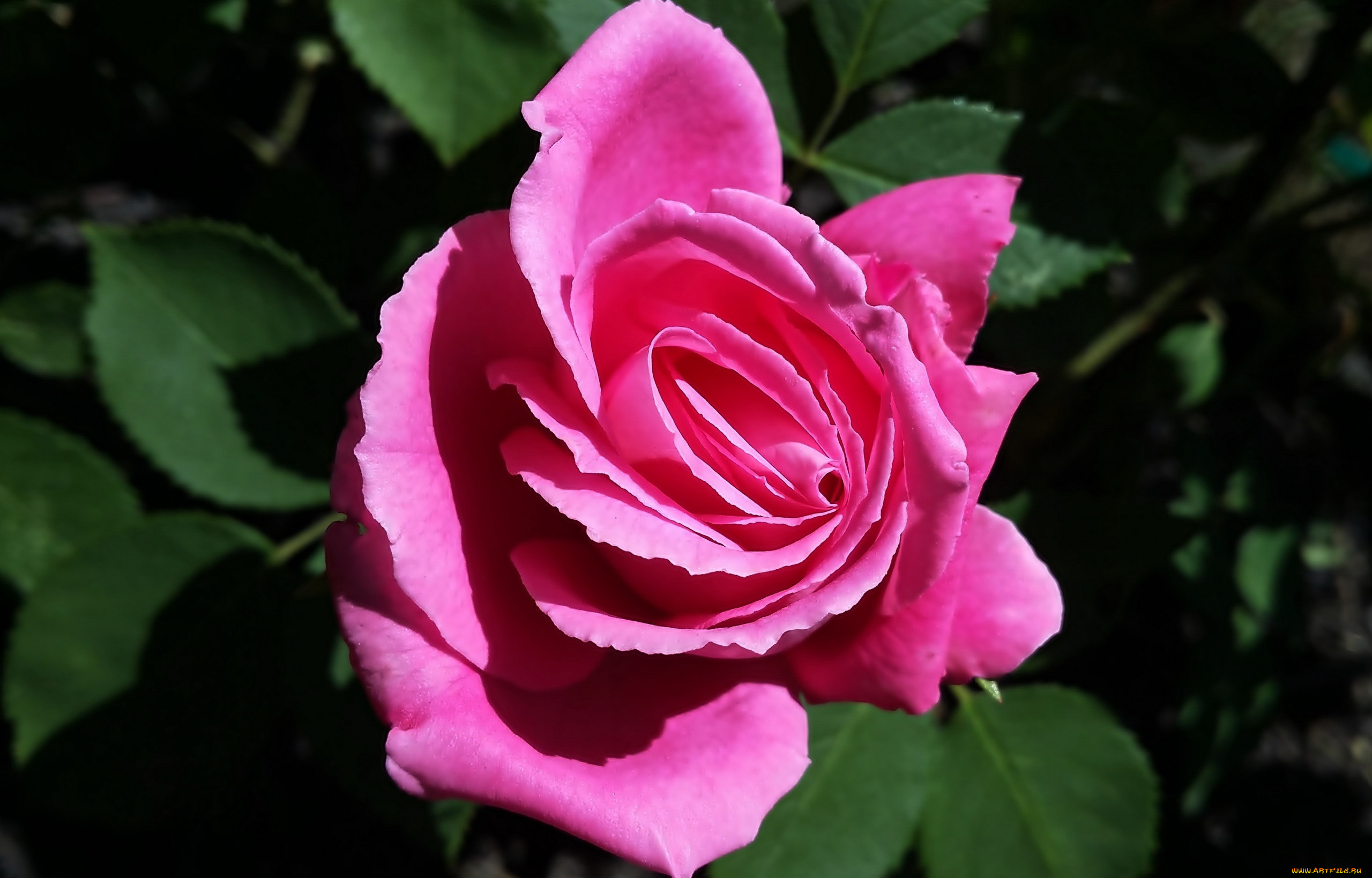 цветы, розы, розовая, роза, макро