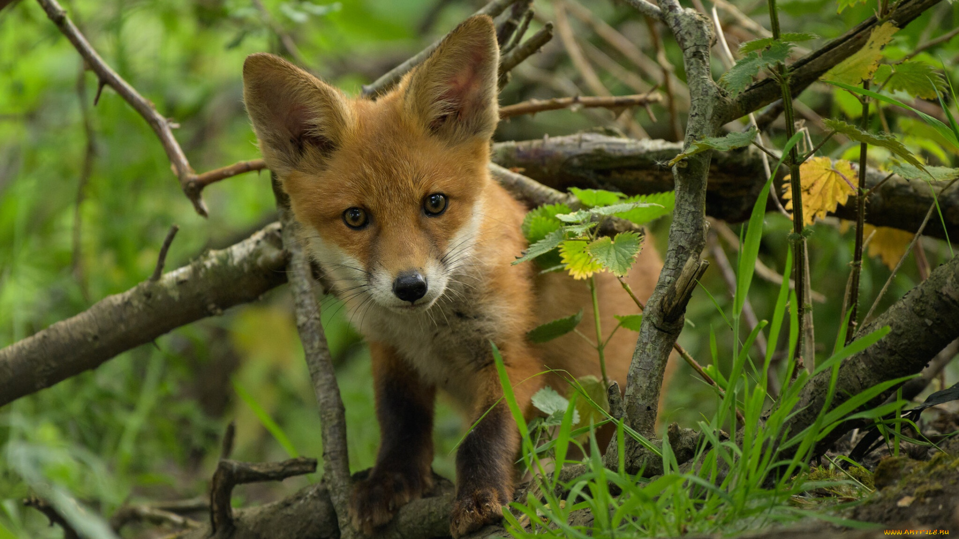 животные, лисы, трава, взгляд, ветки, лиса, мордашка, лисенок