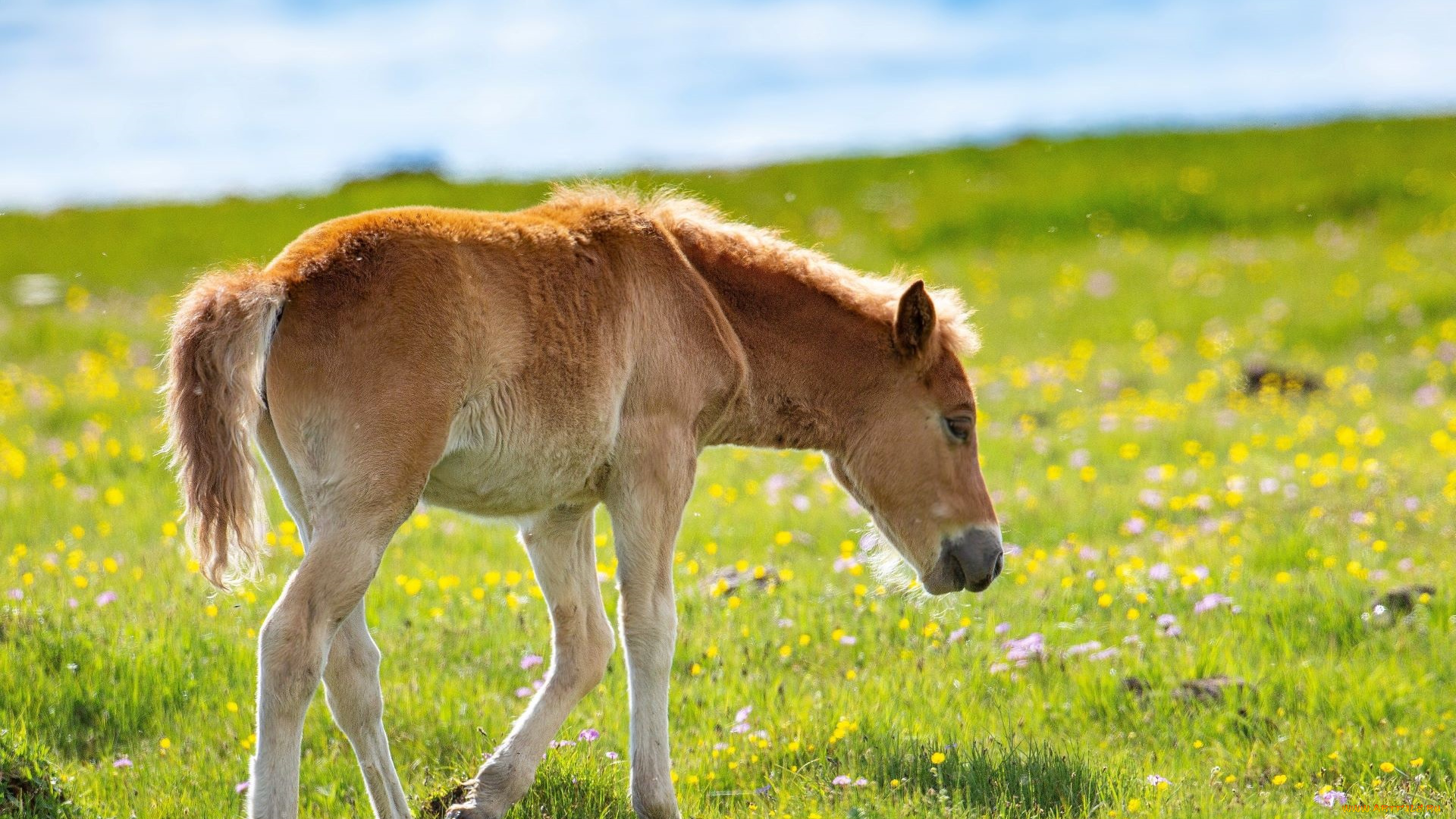животные, лошади, жеребенок, луг