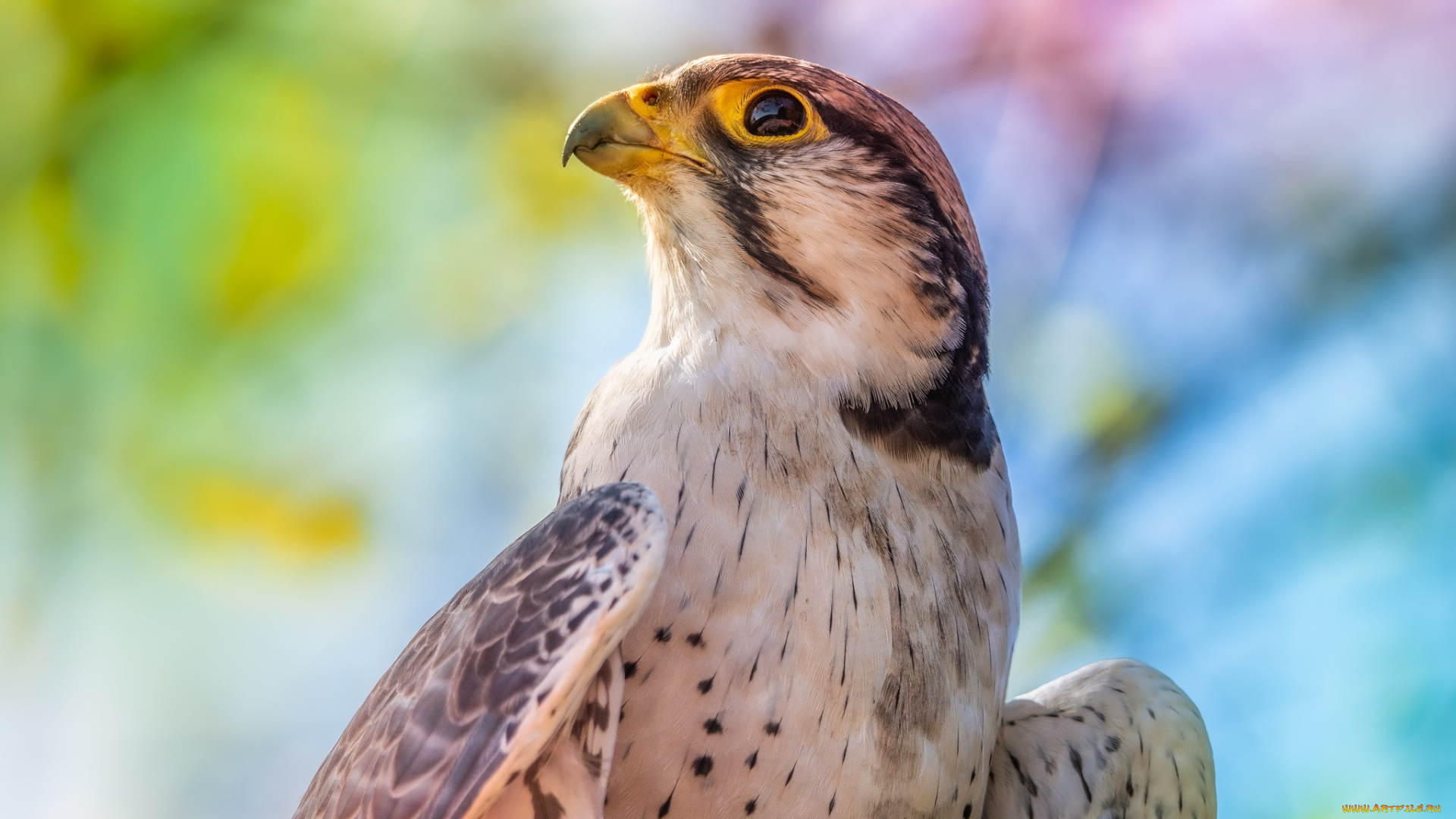 животные, птицы, -, хищники, взгляд, птица, портрет, сокол, боке, смотрит, вверх