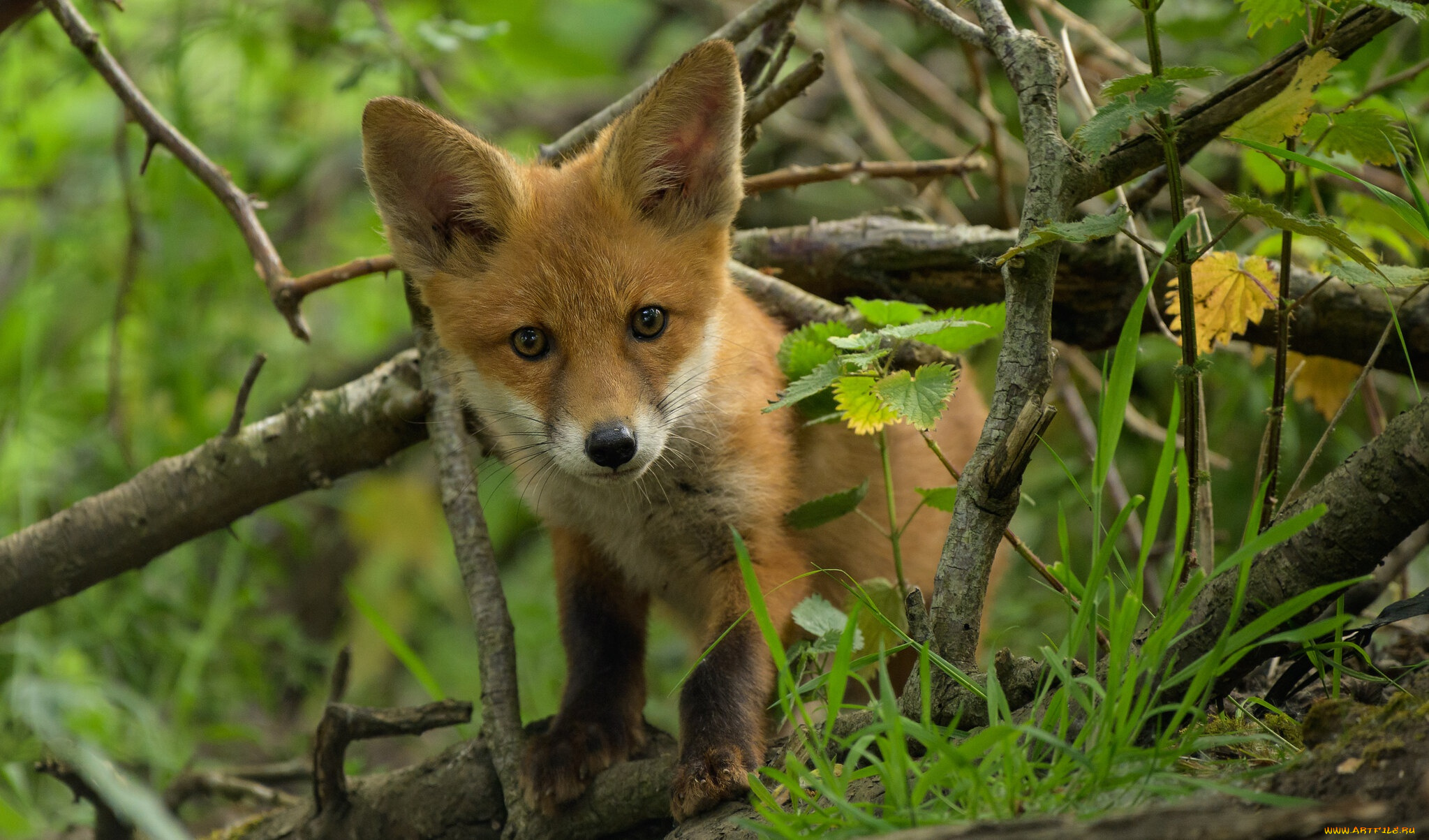 животные, лисы, трава, взгляд, ветки, лиса, мордашка, лисенок