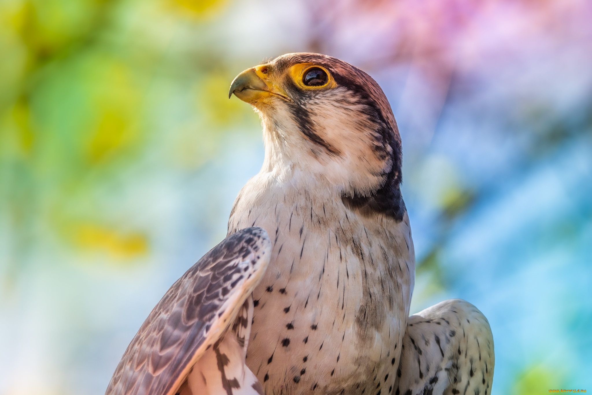 животные, птицы, -, хищники, взгляд, птица, портрет, сокол, боке, смотрит, вверх
