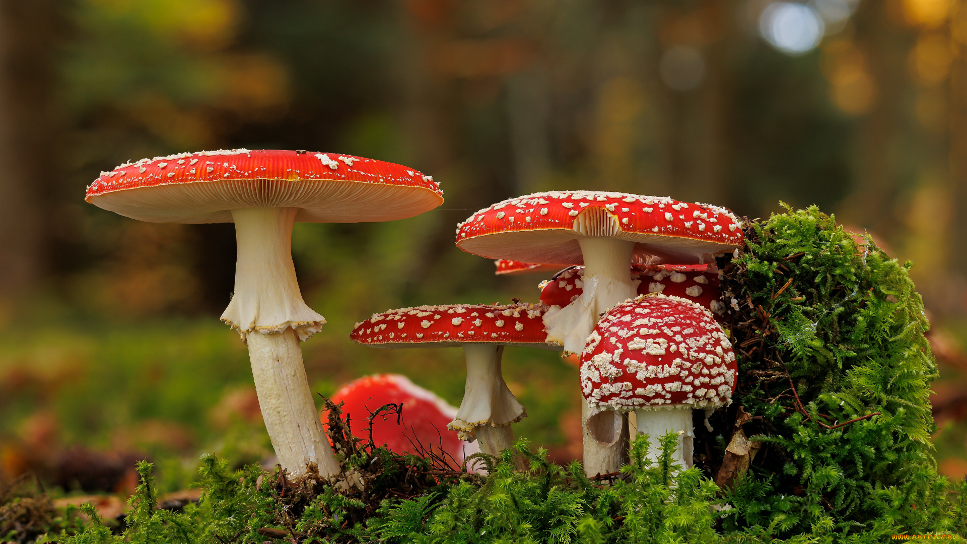 природа, грибы, , мухомор