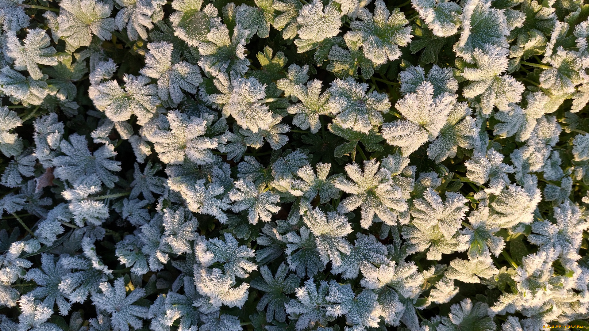 природа, макро, иней