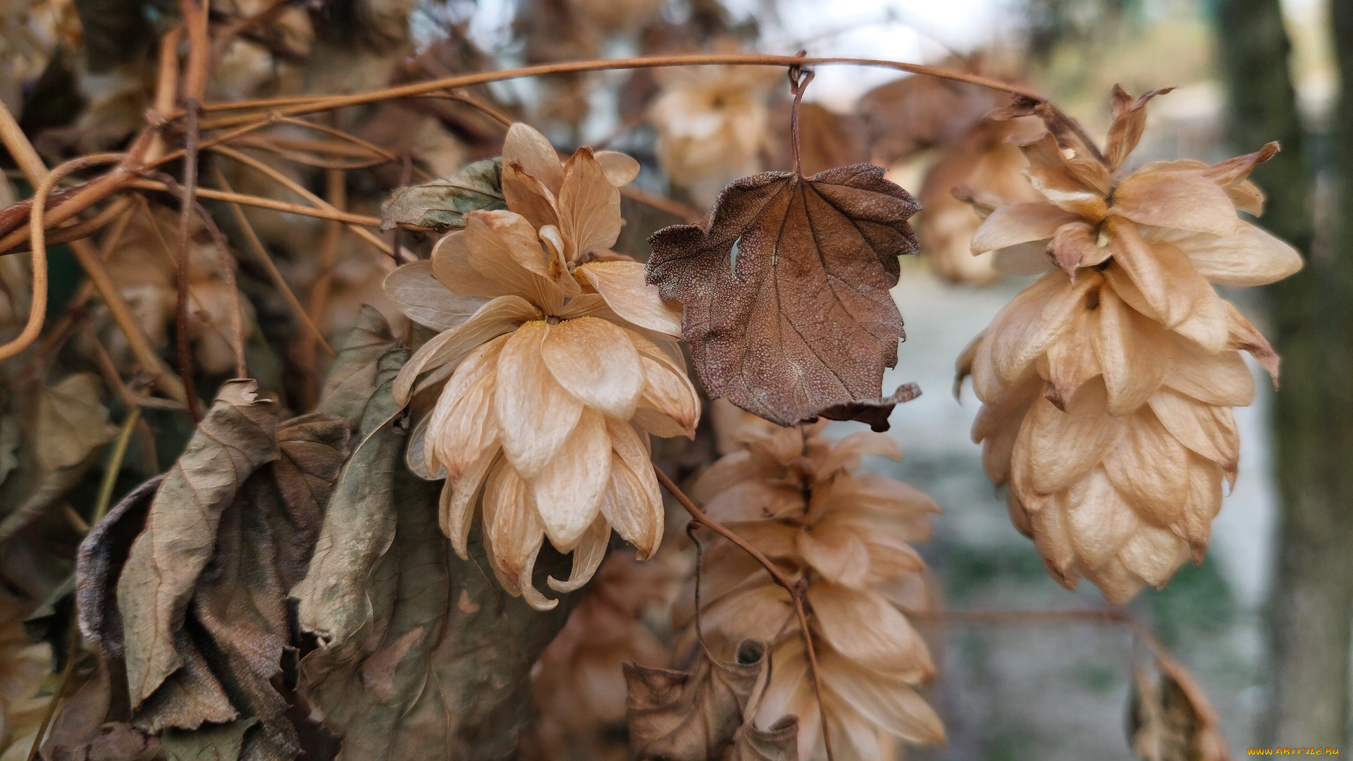 природа, шишки, , жёлуди, , каштаны, хмель