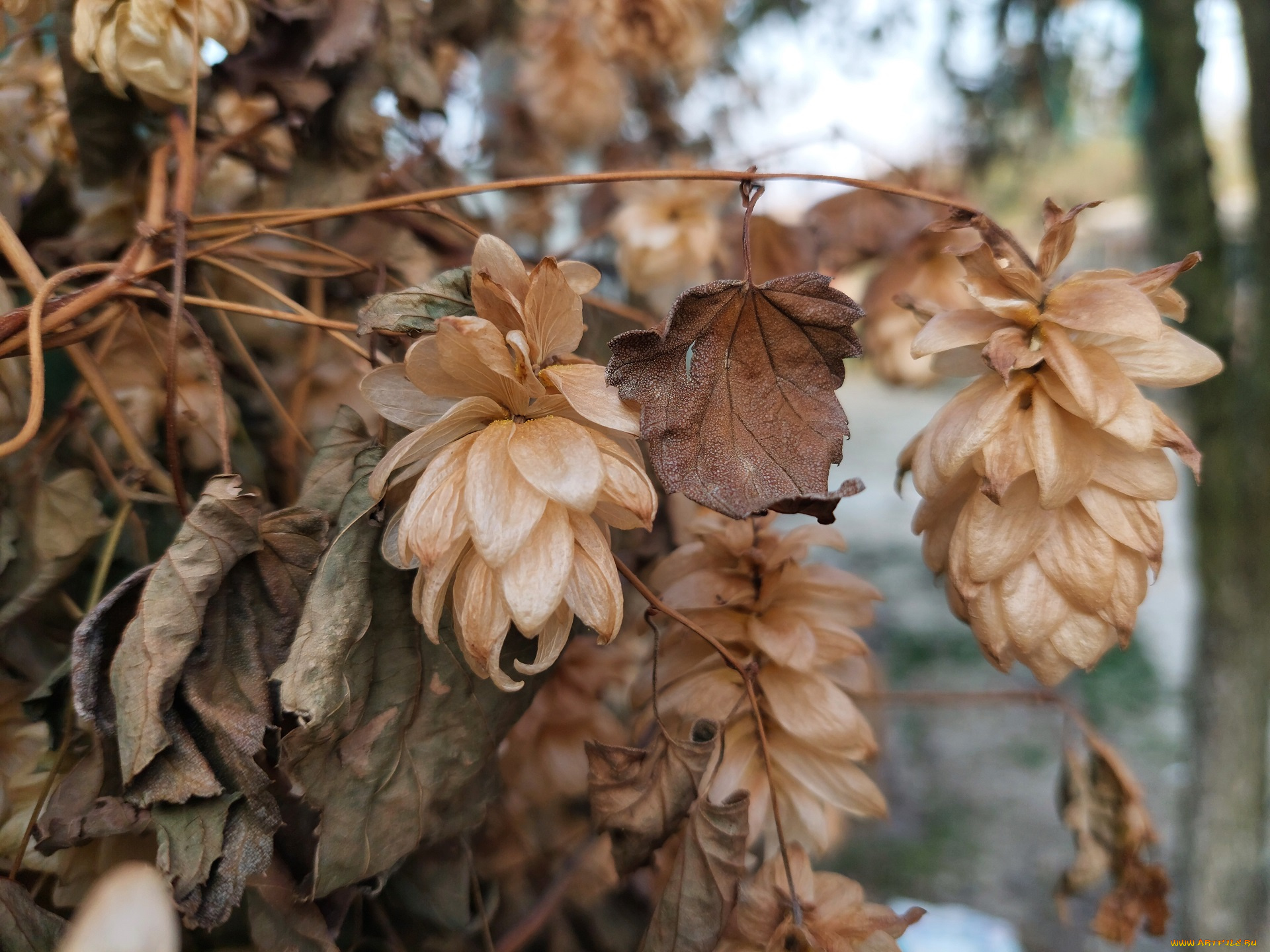 природа, шишки, , жёлуди, , каштаны, хмель