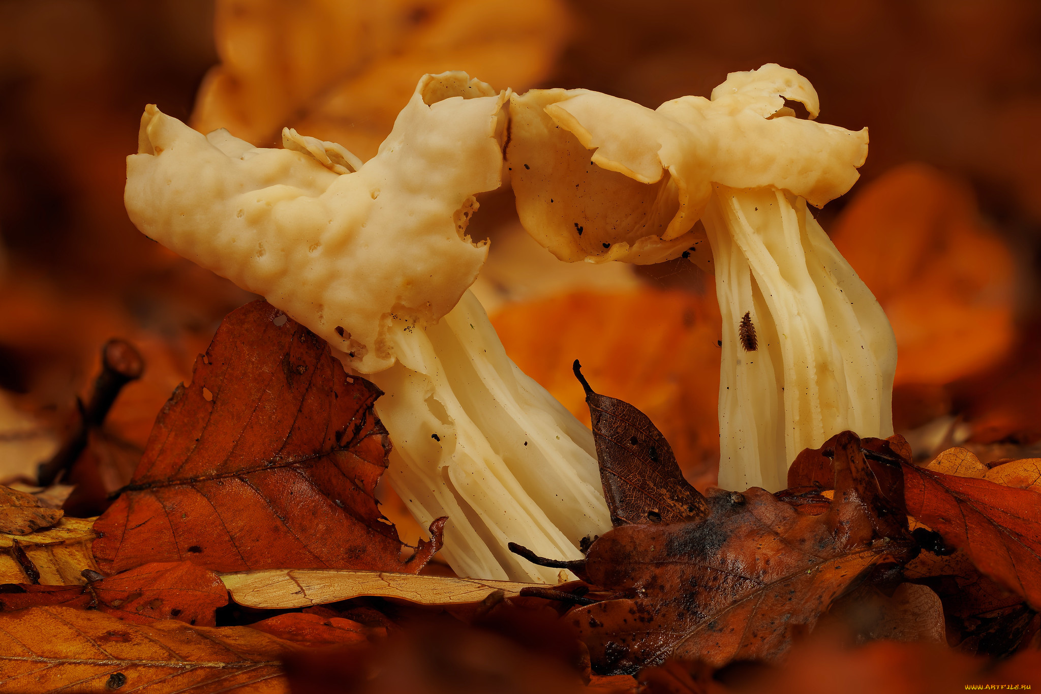 природа, грибы