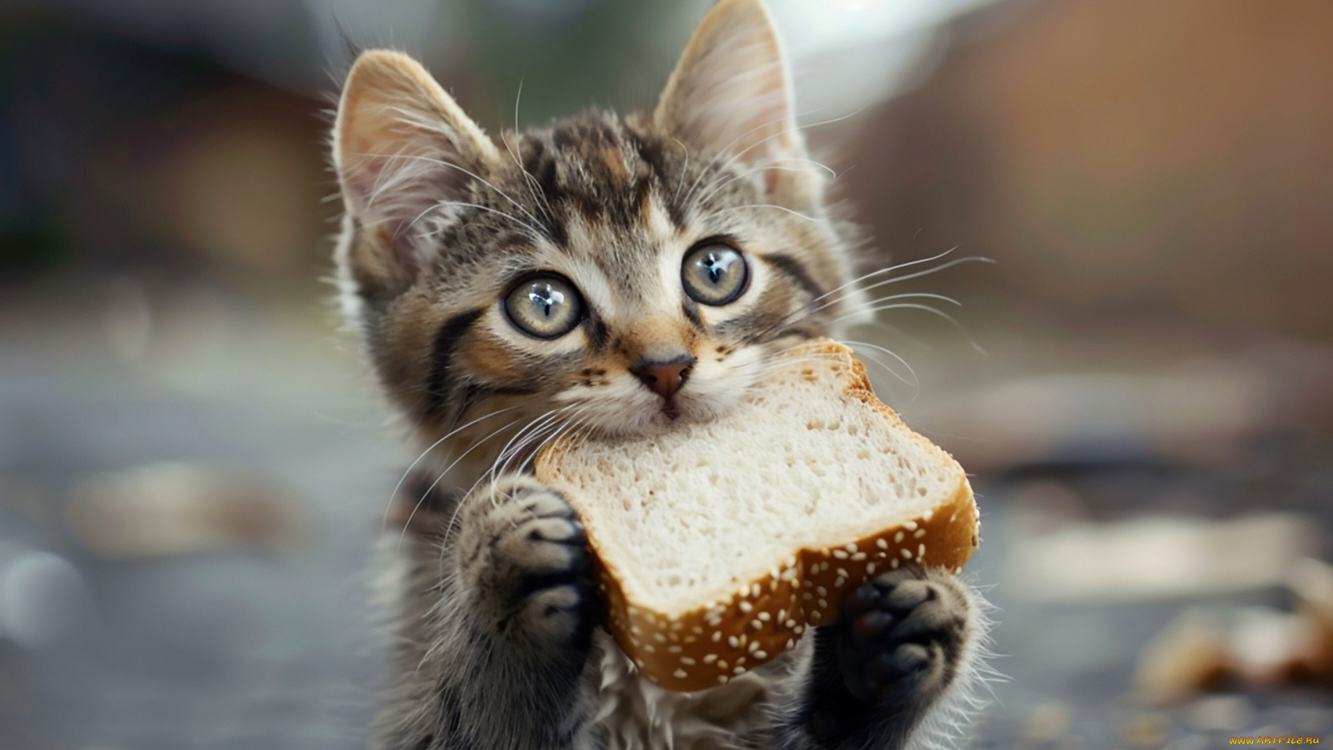 разное, компьютерный, дизайн, кот, кошка