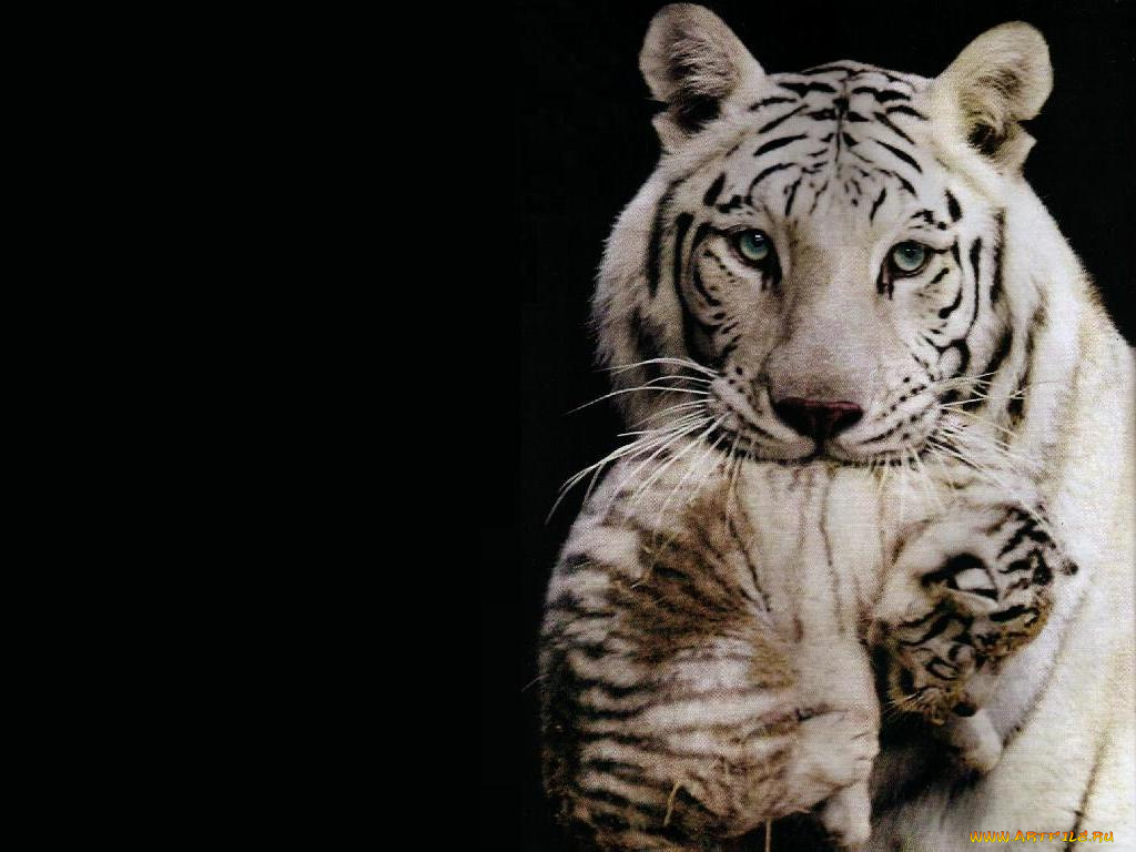 животные, тигры