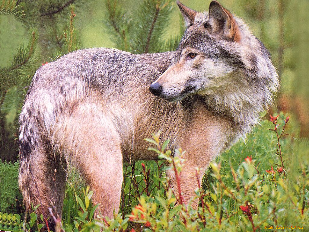 животные, волки