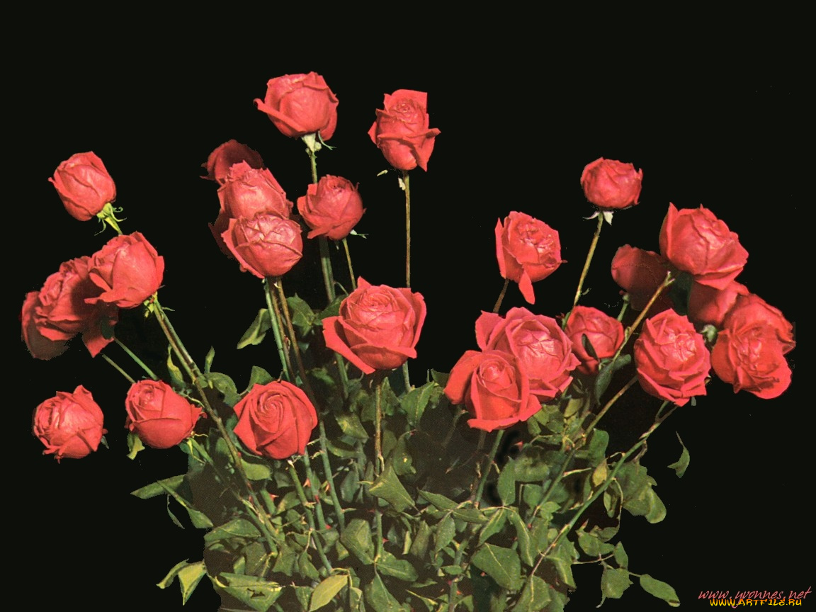цветы, розы