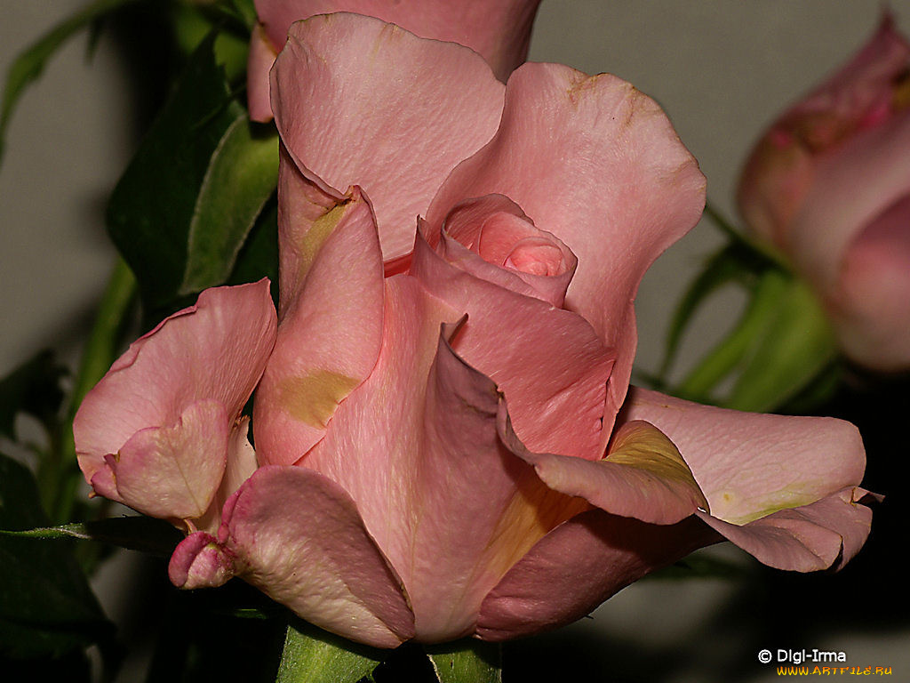 цветы, розы