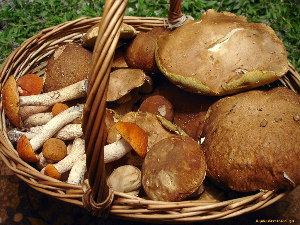 еда, грибы, грибные, блюда