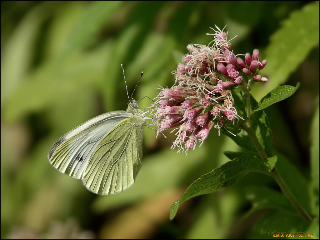 животные, бабочки