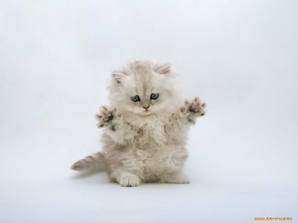 животные, коты