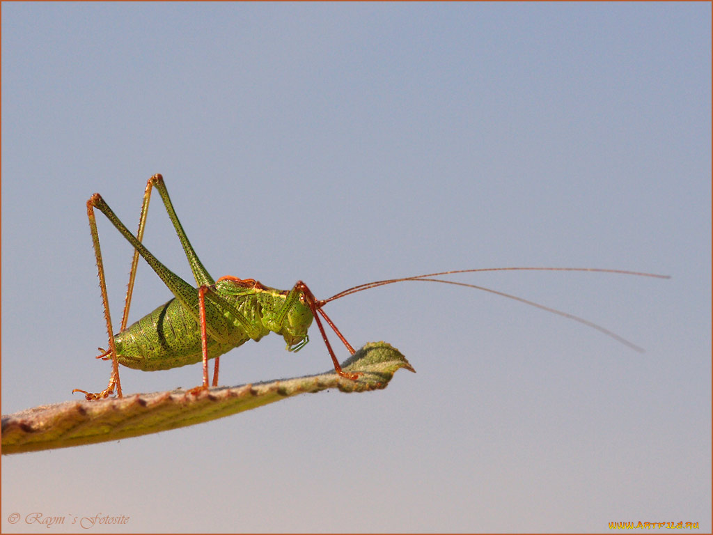 животные, кузнечики, саранча