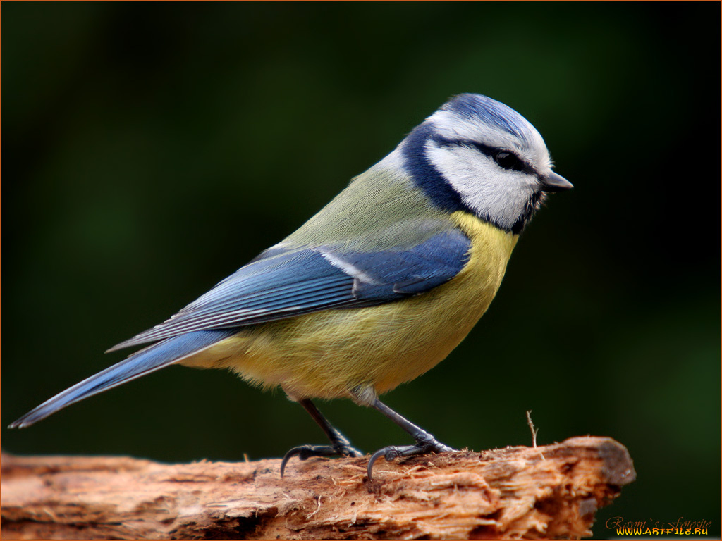 животные, синицы, лазоревки