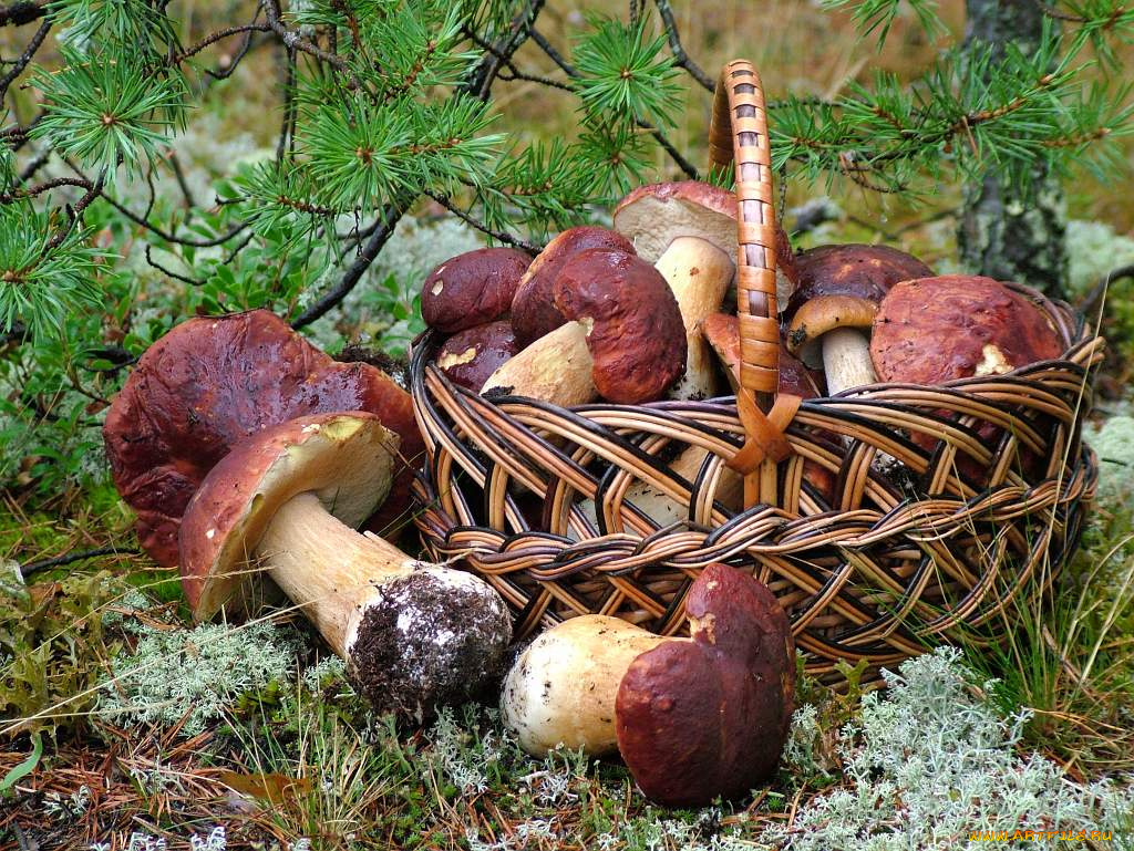 еда, грибы, грибные, блюда