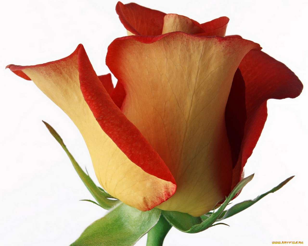 цветы, розы