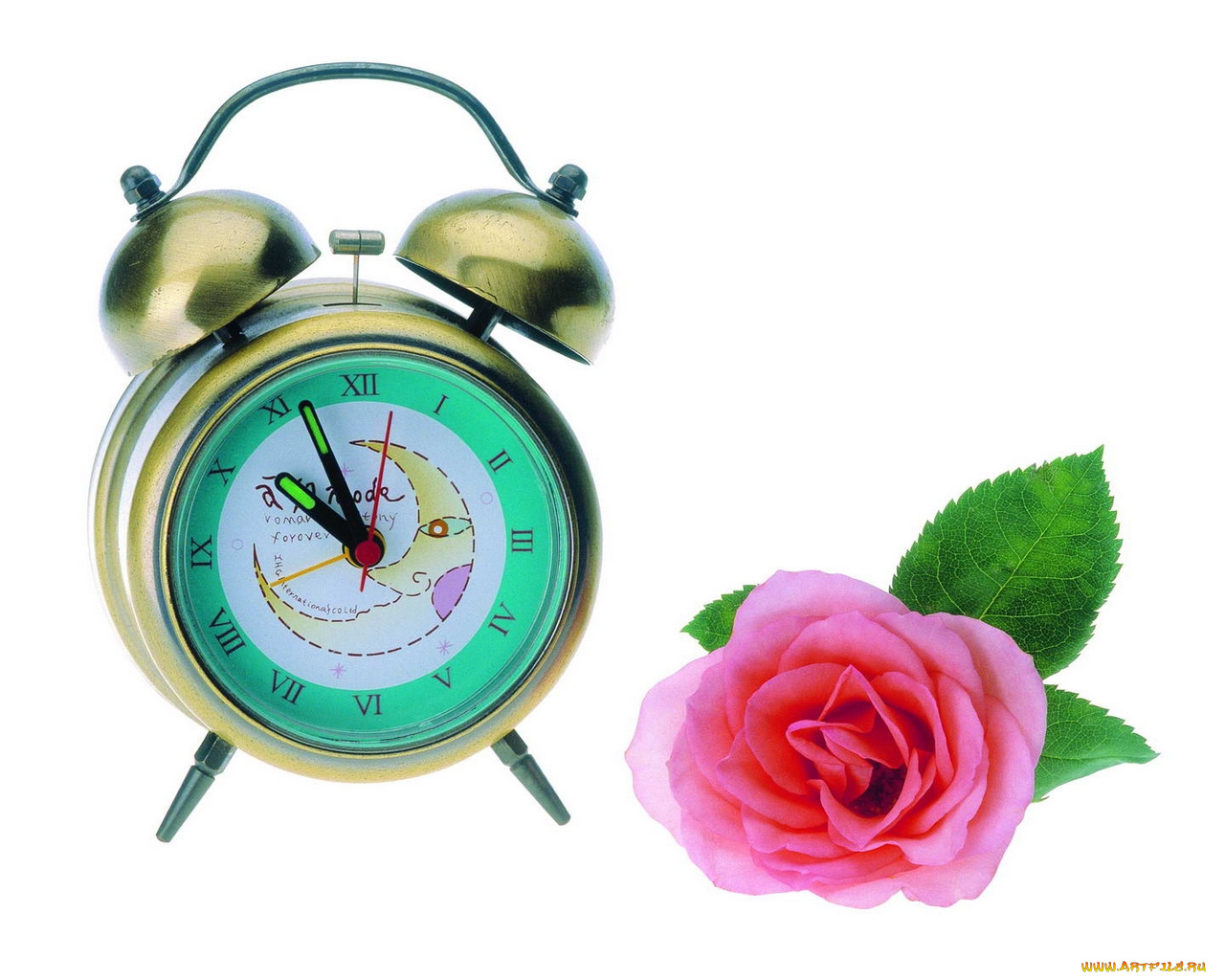 цветы, розы