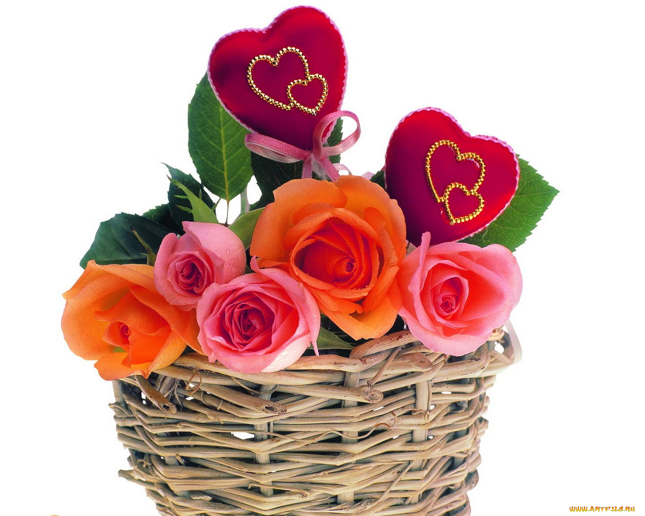 цветы, розы