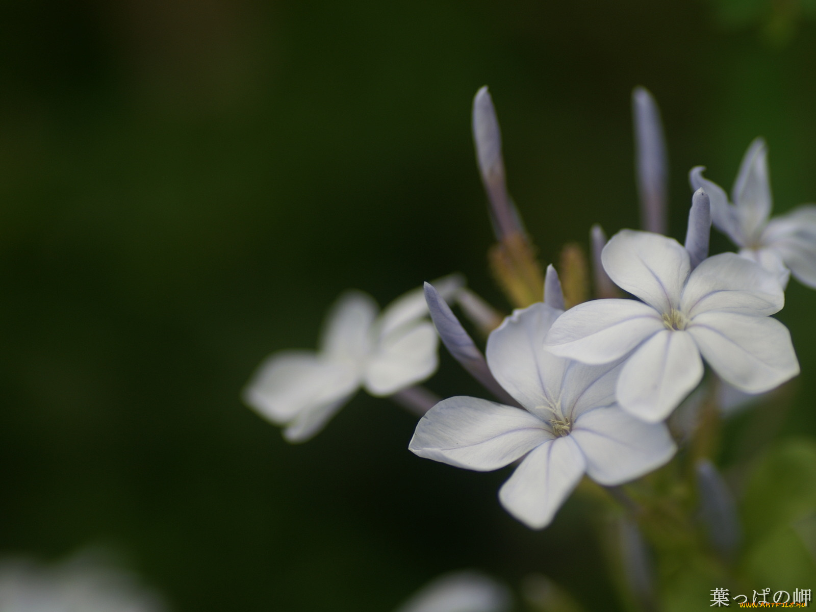 цветы, флоксы