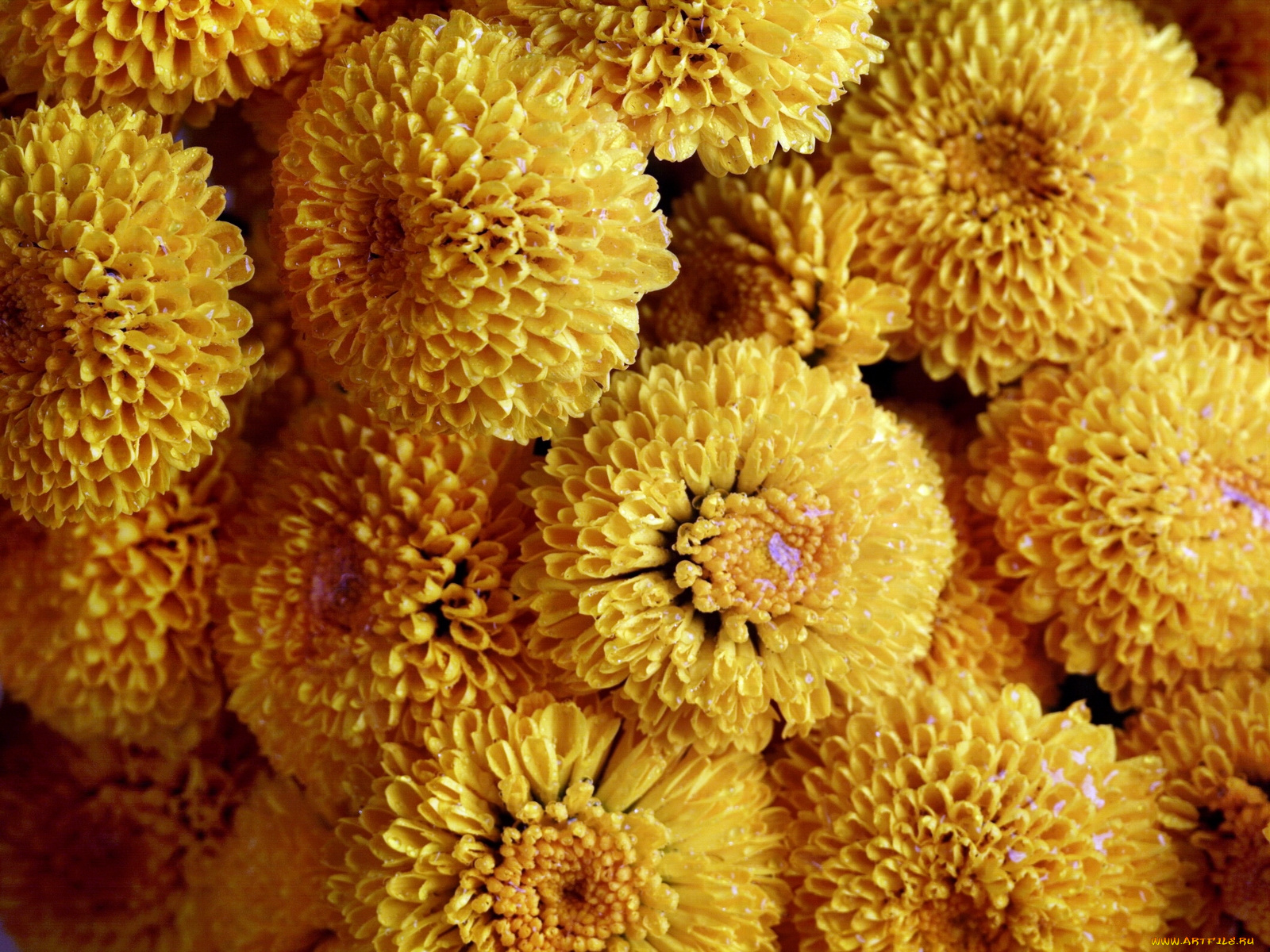 цветы, хризантемы