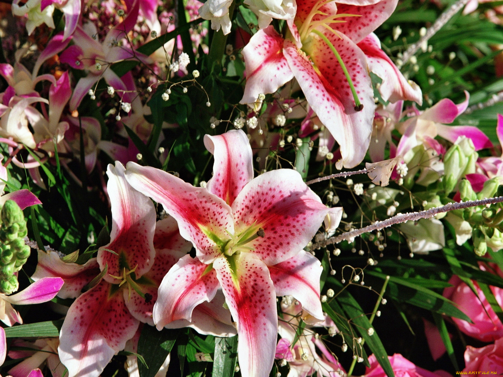 цветы, лилии, лилейники