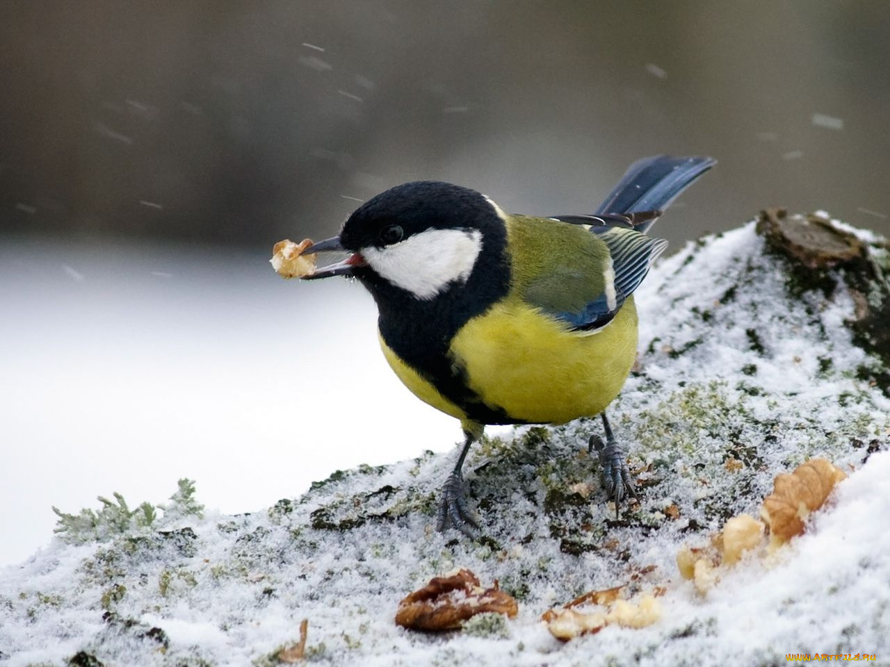 животные, синицы, лазоревки