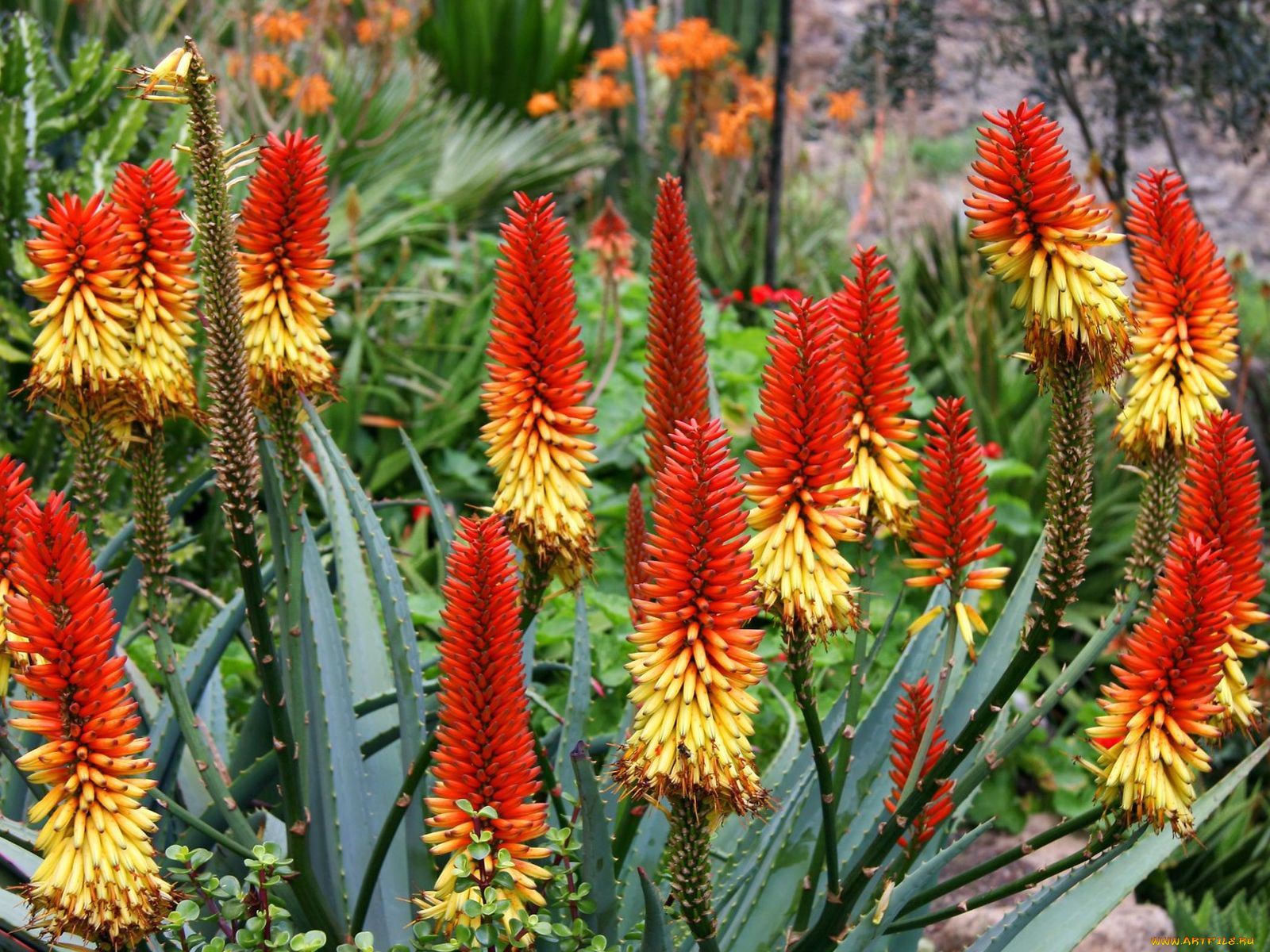 aloe, vera, цветы