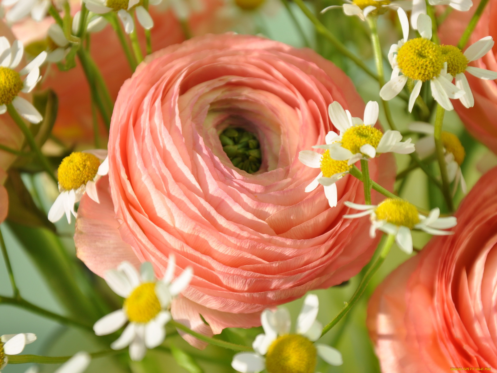 цветы, разные, вместе