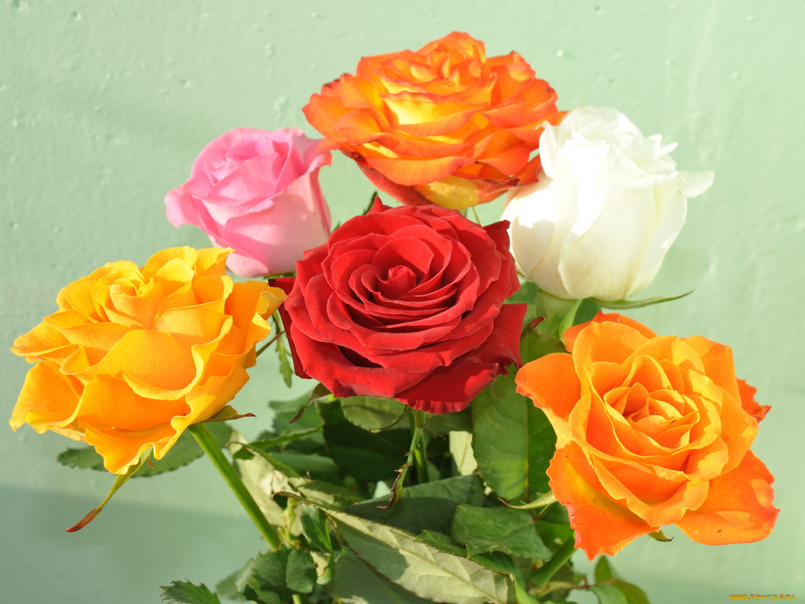 цветы, розы