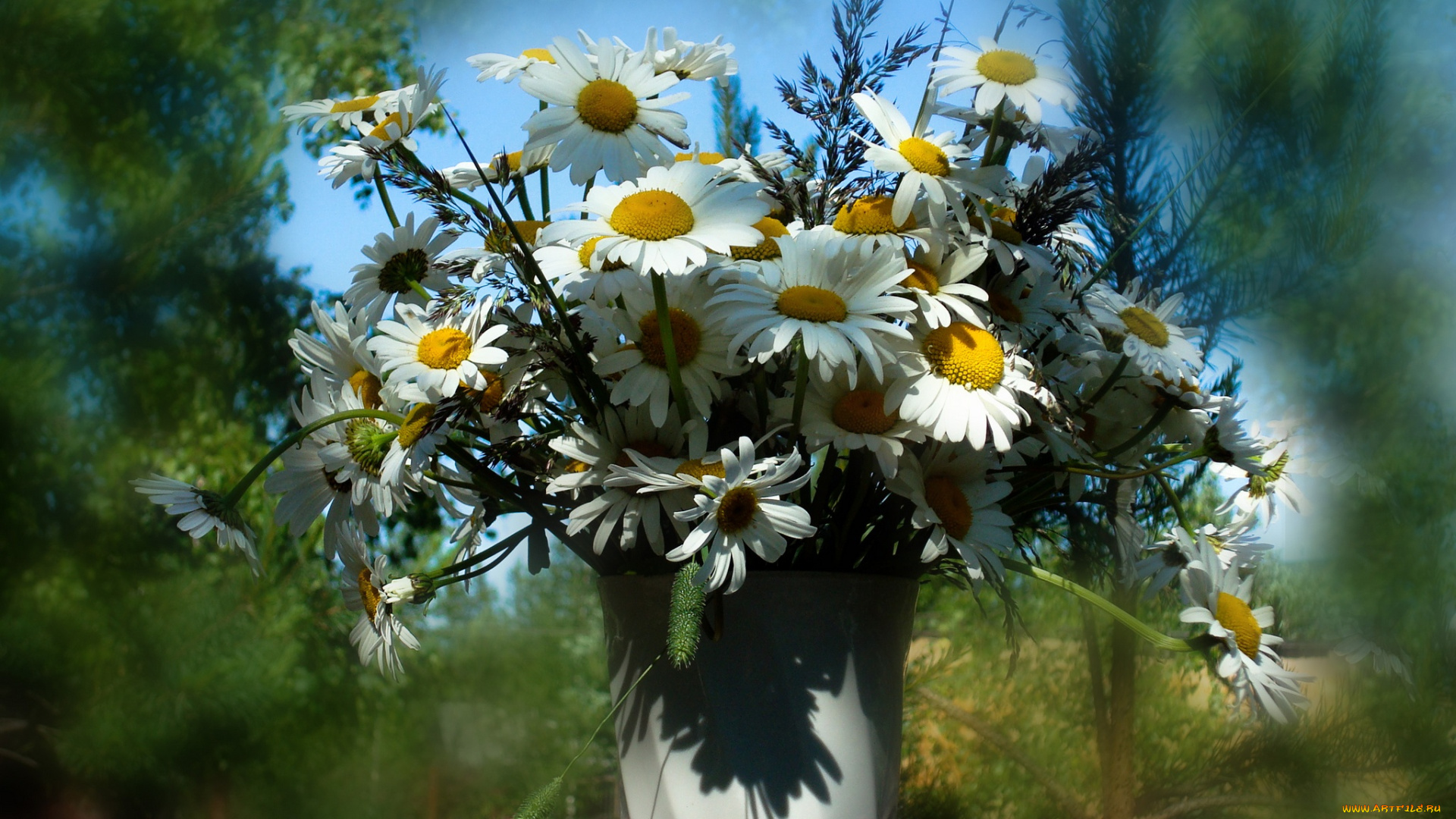цветы, ромашки